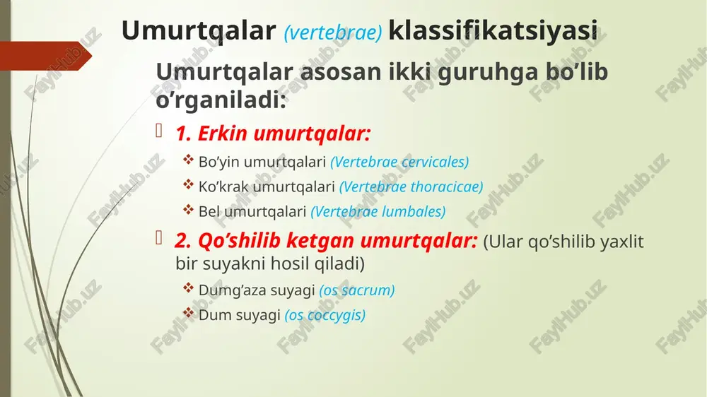 ’g’im hosil qilish uchun yuza (facies articularis superior et inferior) hosil qiladi yuqoridagi umurtqaning bo’g’im o’sig’i va pastki umurtqaning yuqorigi o’sig’i birlashishidan ular oralig’ida umurtqalararo teshik (foramen intervertebrale) hosil bo’ladi. bu yerdan orqa miya nervlari chiqadi. processus articularis superior et inferior facies articularis superior incisura superior et inferior incisura inferior incisura superior foramen intervertebrale umurtqalarning tanaga nisbatan oriyentatsiyasi oldinga - umurtqa tanasi orqaga - umurtqaning o’tkir o’sig’i yuqoriga - incisura superior pastga - incisura inferior umurtqalarning xususiy anatomik tuzilishlari: bo’yin umurtqalari (vertebrae cervicales) barcha bo’yin umurtqalariga xos xususiyat – ularning ko’ndalang o’siqlarida teshiklar (foramen transversarium) ning bo’lishi. bu teshiklar ustma-ust joylashib arteria vertebralis uchun yo’lak tayyorlab berishadi bo’yin umurtqalari boshqa umurtqalardan farq qilibgina qolmay, ular o’zaro bir-biridan ham farq qiladi. shu sabab ularni ikki guruhga ajratib o’rganishimiz mumkin: tipik bo’yin umurtqalari (c3-7) atipik bo’yin umurtqalari (c1-2) barcha tipik bo’yin umurtqalari uchun xos xususiyatlar: tanasi (corpus) birmuncha kichik va o’tirg’ichsimon shaklda …