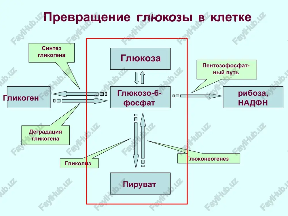 ukozo-6-fosfatazna reaktsіya * skorost glikoliza opredelyaetsya kontsentratsiey glyukozi. skorost glyukoneogeneza opredelyaetsya kontsentratsiey predshestvennikov glyukozi. regulyatsiya glyukoneogeneza glyukoneogenez i glikoliz reguliruyutsya retsiprokno: v kletke esli odin put neaktivniy, vtoroy aktiviruetsya. * * gormoni vliyayut na ekspressiyu genov izmenyaya skorost transkriptsii. insulin stimuliruet ekspressiyu fosfofruktokinzi i piruvatkinazi. glyukagon ingibiruet ekspressiyu etix fermentov i stimuliruet produktsiyu fosfoenolpiruvatkarboksikinazi i fruktozo-1,6-difosfatazi. regulyatsiya glyukoneogeneza gormonami * osnovnie predshestvenniki: (1) laktat (2) bolshinstvo aminokislot (osobenno alanin) (3) glitserol (pri rassheplenii jirov) predshestvenniki glyukoneogeneza * tsikl kori pechenochnaya laktatdegidrogenaza prevrashaet laktat v piruvat (substrat dlya glyukoneogeneza) glyukoza, obrazovannaya v pecheni, transportiruetsya k perifericheskim tkanyam s krovyu * glyukoneogenez iz glitserola * defitsit glyukozo-6-fosfat degidrogenazi –enzimopatiya, kotoraya porajaet sotni millionov lyudey. 10 % lyudey sredizemnomorskogo regiona imeyut etot geneticheskiy defekt. eritrotsiti so snijenim urovnem vosstanovlennogo glutationa bolee chuvstvitelni k gemolizu i legko razrushayutsya, osobenno pri intoksikatsiyax lekarstvami (naprimer, antimalyariynimi preparatami). v tyajelix sluchayax massivnaya destruktsiya eritrotsitov mojet privesti k …