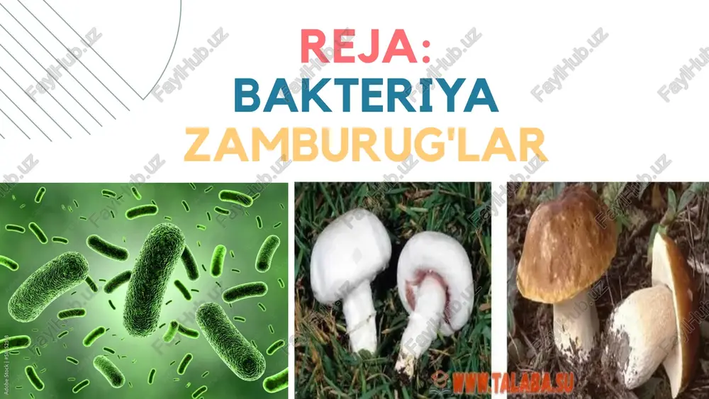o, non, va boshqa oziq-ovqat mahsulotlarini tayyorlashda muhim rol o'ynaydi. antibiotiklar (masalan, penitsillin) va boshqa dori vositalarining ishlab chiqarilishida qo'llaniladi. zamburug'lar ekosistemalarda muhim rol o'ynaydi, organik moddalarning parchalanishida va o'simliklar bilan simbiotik munosabatda bo'lishda ishtirok etadi. e'tiboringiz uchun rahmat! image1.png image2.svg image2.png image4.svg image3.png image6.svg image4.png image8.svg image5.png image6.png image7.png image8.png image9.png image10.png image11.png 2: 5 adobe stock | # 7) /docprops/thumbnail.jpeg mikroorganizmlai haqida. a |