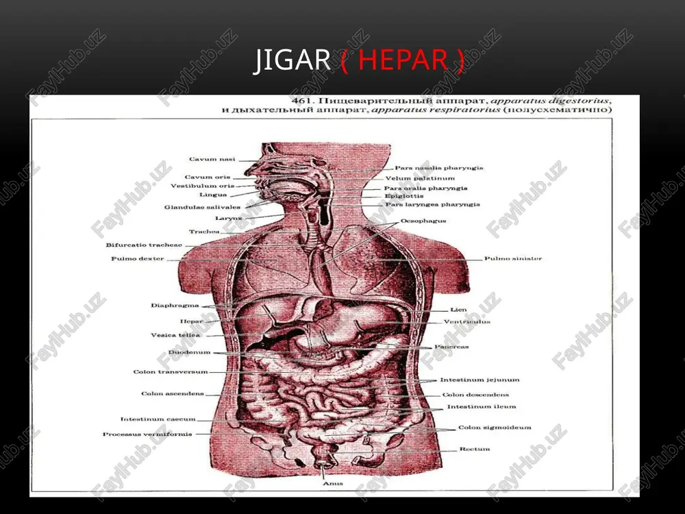tki kovak venaning egati (sulcus venae cavae) yotadi. o’ng va chap sagittal egatlar o’zaro ko’ndalang egat-jigar darvozasi(porta hepatis) vositasida qo’shiladi. jigar darvosidan jigarning darvoza venasi, jigarning xususiy arteriyasi va nervlar kiradi. jigardan esa jigar o’t yo’li va limfa tomirlar chiqadi. jigarning visseral yuzasida o’ng bo’lakdan kvadrat va dumli bo’laklar ajratiladi. kvadrat bo’lak (lobus quadratus) jigar darvozasi oldida o’t pufagi chuqurchasi va yumaloq boylam yorig’i o’rtasida, dumli bo’lak (caudatus) jigar darvozasining orqasida, pastkikavak venaning egati va vena boylami joylashgan yoriq o’rtasida joylashgan. bu bo’lakning ikkita o’simtasi bo’lib, birinchisi dumli o’simta(processus caudatus) o’ng bo’lakka birikkan. ikkinchisi so’rg’ichsimon o’simta ( processus papillaris) oldinga yo’nalib igar darvosiga tegib turadi. jigarning visseral yuzasida ichki azolarning tegib turishidan botiqliklar hosil bo’lgan. uning chap bo’lagidan oshqozon botig’i (impressio renalis), undan chaproqda o’ng buyrak usti bezi botig’i (impressio suprarenalis), pastki qirraga yaqinroqda chambar ichak botig’i (impresio colica) joylashgan. jigarning azolarga qaragan yuzasida o’ng buyrakka (lig, hepatorenale), 12barmoq ichakka-lig, …