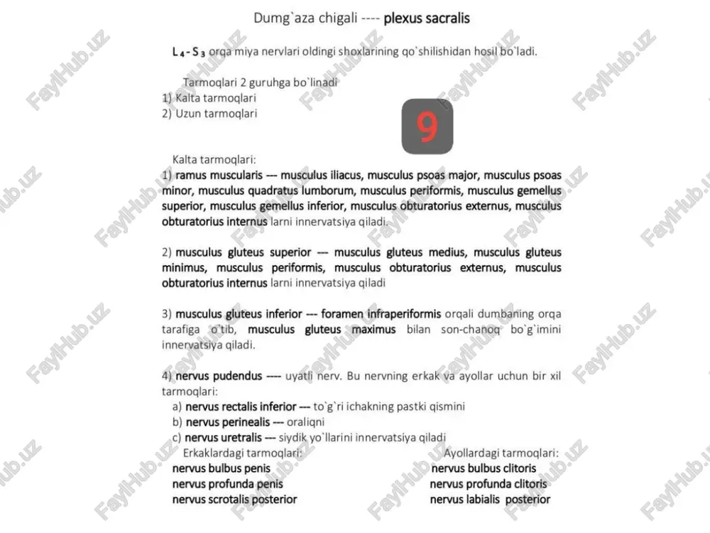 o’ b) nervus perinealis --- oraliqni c) nervus uretralis — siydik yo ‘llarini innervatsiya qiladi “ri ichakning pastki qismini erkaklardagi tarmoglari: ayollardagi tarmoqlari: nervus bulbus penis nervus bulbus clitoris nervus profunda penis nervus profunda clitoris nervus scrotalis posterior nervus labialis posterior 1) nervus ischiadicus ---- sonning orga guruh mushaklarini innervatsiya qiladi 2) nervus cutaneus femoris posterior ---- sonning orga yuza terisini innervatsiya giladi nervus ischiadicus taqim osti chugurchasining yugori uchligida 2 ga bo'linadi 1) nervus tibialis 2) nervus peroneus communis nervus tibialis —- nervus ischiadicus ning bevosita davomi bo’lib, boldirning orga guruh mushaklarini innervatsiya qiladi. nervus tibialis axil payining tagidagi canalis cruropopliteus da 2 ta oxirgi tarmoqlarini beradi. 1) nervus plantaris lateralis —— sulcus plantaris lateralis da joylashadi 2) nervus plantaris medialis —- sulcus plantaris medialis da joylashadi bular tovon mushaklari bilan terisini innervatsiya qiladi nervus tibialis yana ---- nervus cutaneus surae medialis ni berib, boldirning medial yuza terisini innervatsiya …