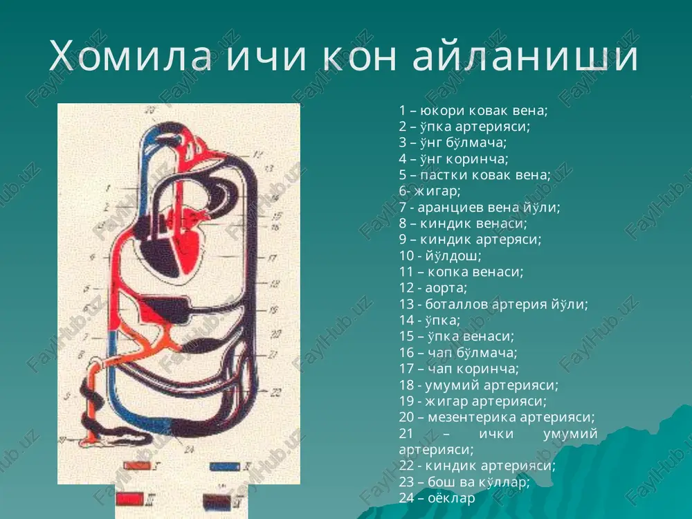 en: o'pka surati kengayishi, yurak soyasi o'ng yurak yarmi va o'pka arteriyasi xisobiga kengaygan korinchalararo yurak tugma nuksoni: gemodinamikasi 1.kon chap korinchadan o'ng korinchaga o'tadi 2.kichik kon aylanish doirasida gipertenziya 3.ikkala korinchalar zo'rikishi 4.auskultatsiyada to'sh soyagining chap tomonida 3-4 chi koburgalar oraligida sistolik titrash eshitiladi. kichik kon aylanish doirasida etishmovchilik bilan kechuvchi yurak tugma nuksonlari o'pka arteriyasi stenozi gemodinamikasi 1.o'pka arteriyasi stenozi 2.kichik kon aylanish doirasiga kam kon kelishi 3.o'ng korincha zo'rikishi 4.yurak chegarasi ko'ndalangiga kengayadi 5.to'sh suyagidan chap tomonda 2-chi koburga oraligida digal sistolik shovkin 6.o'pka arteriyasida ii ton sustligi 7.yurak cho'kkida i ton kuchayishi rentgen: yurak o'ng tomonining va o'pka arteriyasining kengayishi fallo tetradasi 1. o'pka arteriyasi stenozi 2.µorinchalararo tugma yurak nuksoni 3.aorta dekstrapozitsiyasi 4.o'ng korincha gipertrofiyasi gemodinamikasi 1.kichik kon aylanish doirasiga kam kon keladi 2.katta kon aylanish doirasiga korinchalararo nukson va aorta orkali venoz kon keladi 3.yurak chegarasi normada eki bir oz kengaygan 4.to'sh suyagining chap tomonidan …