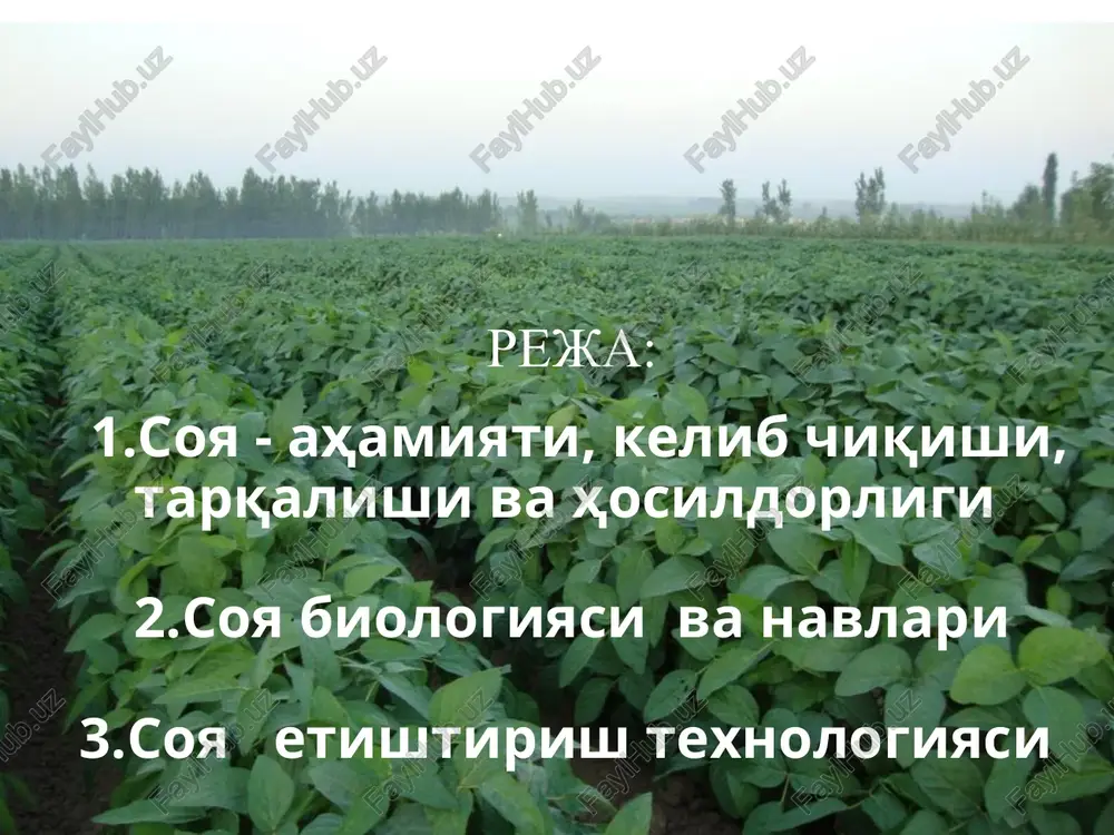 22223 shimoliy amerika 30921 26,46 91806 janubiy amerika 23610 23,39 78913 avstraliya 52 20,0 104 evropa 684 26,95 1842 kelib chiqishi, tarqalishi va hosildorligi soya juda qadimgi ekin turi bo'lib hisoblanadi. soyaning shakl va turlarining hilma hilligini olimlar o'rganishib, ular asosan uchta markazda shakllangan deb hisoblaganlar, ular janubiy-sharkiy osiyo, avstraliya va sharqiy afrika. lekin ko'pchilik olimlar xitoy markaziga buriladi. soya o'simligining kelib chiqishi - xitoy, koreya, xindiston, yaponiya (atabaeva, 89) xozirgi paytda juda ko'p mamlakatlarda ekiladi. ekin maydonlari kengaymoqda, hosildorlik yildan yilga oshib bormoqda. fao ma'lumotlariga ko'ra 2000 yil soya 73,6 mln.ga maydonga eqildi, o'rtacha don hosildorligi jaxonda - 22,1 ts/gani tashkil qildi. o'zbekistonda oxirgi yillar bu ekinni o'rganishda jiddiy e'tibor berilmoqda, ekish va parvarishlash texnologiyasiga, undan tashqari soyani takroriy ekin sifatida ekish uchun xujjatlar kabul qilingan. ekin maydoni 10 ming gektardan oshdi. sistematikasi. soya fabaceae oilasiga, glycine l. avlodiga mansub bo'lib, dehqonchilikda madaniy turi g. hispida max keng tarqalgan. …