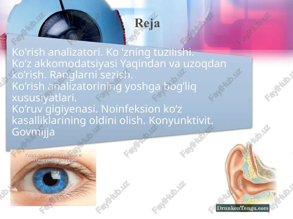 a - tomirli pardada qon tomirlar va pigment ko‘p. tomirli parda oldingi - rangdor parda, rangdor pardaning o‘rtasi teshik bolib, u qorachiq deb ataladi. to‘r parda ko‘zning butun bo'shligini qoplab turadi. turli ta’sirni qabul qiluvchi 130 mln. ta tayoqcha va 7 millionta kolbacha shaklidagi hujayralar to‘r pardaning retseptoriari hisoblanadi. ko‘z soqqasining yadrosi suyuq, gavhar va shishasimon tanadan iborat. rangdor pardoning orqasida yasmiq shaklidagi, juda tiniq, ikki tomoni qavariq hnza – gavhar joylashgan. gavhaming orqa tomoni oldingi tomonga qaraganda qavariqroq boladi gavhar yarim suyuq bolib, yupqa tiniq kapsula ichida joylashgan. uni ko‘z kameralarini toldirib turadigan maxsus suyuqlik oziqlantiradi. shox parda bilan rangdor pardaning o'rtasida kichkina bo‘shliq bolib, u ko‘zning oldingi kamerasi deyiladi. rangdor parda bilan gavhar o‘rtasida ham bo‘shliq bolib, u ko‘zning orqadagi kamerasi deyiladi. har bir korish nervida 1 mln. ga yaqin nerv tolalari bor. to‘r pardada ko‘rish nervining kirish joyi ko‘rdog‘ va narsalarni yaxshiroq ko‘radigan sariq dog‘ bor, dog‘ning …