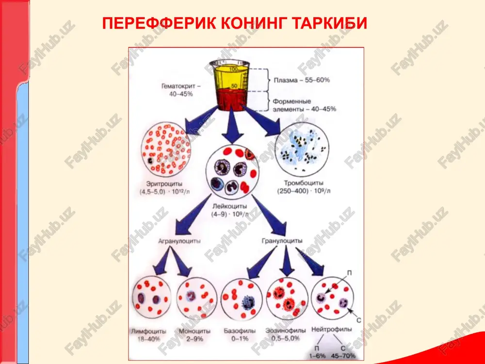 asosiy gematologik sindromlar asosiy gematologik sindromlar ko'zdan kechirish: teri va shillik kavatlarda rang ketishi sargayish ogiz burchaklarida yoriklar sochning mo'rtlashishi va to'kilishi tirnoklarning sinuvchan bo'lib, ko'ndalang chiziklar tushishi til so'rgichlari atrofiyasi tishlarning to'kilib ketishi koylonixiyalar – tirnoklarda qoshiqsimon chukirlarni xosil bo'lishi. asosiy gematologik sindromlar turli kamkonliklarga xos teri rangining uzgarishi. kamkonlik turlari teri rangining okarishi utkir postgemmorragik okarish erta va kechki xloroz okish-yashil gemolitik anemiya okish oltin-sarik ( och jigarrang ) v12-(folieva)- defitsit anemiyasi okarish och limon rangida aplastik anemiyasi tez okarishi asosan kaft va kuloklarda,teri gemorragik kurinishida palpatsiya: terining qurishi oyoklar ogirlashivu suyaklarni bosib, urib kurilganda ogriklar gepatosplenomegaliya tomir urishi sust va tez perkussiya: yurak miokardida distrofik uzgarishlar, yurak bushliklarini kengayishi talok va jigarning kattalashishi auskultatsiya: taxikardiya yurak chukkisi va upka arteriyalaridagi sistolik shovkin buyintirik venasida « volchok shovkini» kon taxlili: eritrotsit va gemoglobinlarning kamayishi va echt ortishi asosiy gematologik sindromlar asosiy gematologik sindromlar -kon ishlab chikaruvchi tukimalar giperplaziyasi …