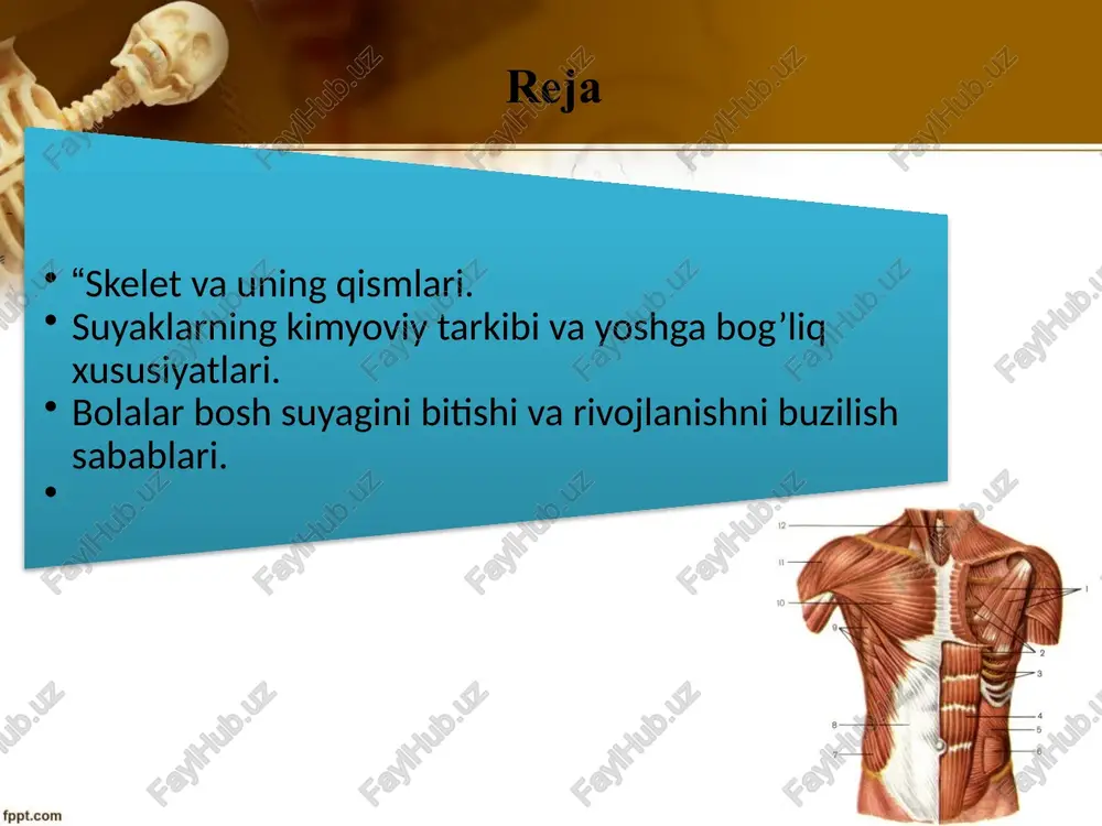 o`shlig`i o`rta chizig`idagi yassi suyak suyaklarning vazifasi qo`l oyoqlar suyaklari ularning bog`lamlari bilan quyidagilarni tashkil qiladi. tizzaning ventral qismini qoplab tutuvchi tizza ko`zi deb ataluvchi kosa shaklidagi suyak ko`krak va toz bog`lam suyaklari erkin qo`l va oyoqlarni birlashtirishga yordam beradi. muskul tuzilishlari muskul bu – qiskarish xususiyatiga ega bulgan, tirik organizmning u yoki bu bo’lgani harakatga keltiradigan organ: u aksariyat, kundalang yulli va sillik muskul tukimalaridan tuzilgan. muskulatura – butun gavdaning yoki uning biror kismining, organning muskullar majmuasi. slaydlar.uz shunga kura muskullarni belgilariga qarab quyidagicha klassifikatsiyalash mumkin: tuzilishi buyicha: kundalang yulli muskullar. -sillik muskullar. ikkiyoklama kiya muskullar. 2) organizmda joylashish xolati buyicha: a) ichki a’zolar muskullari. b) yurak muskullari. v) osmatik muskullar. 3) funksiyalari buyicha: tonik muskullar. b) tetanik muskullar. v) kulfdosh (bekitish) funksiyasiga ega bulgan muskul tukimalari. 4) kelib chikishi buyicha: a) ektodermal muskullar. b) entodermal muskullar. v) mezodermal muskullar. sesamovidnie kosti — kosti, raspolojennie v tolshe suxojiliy i …