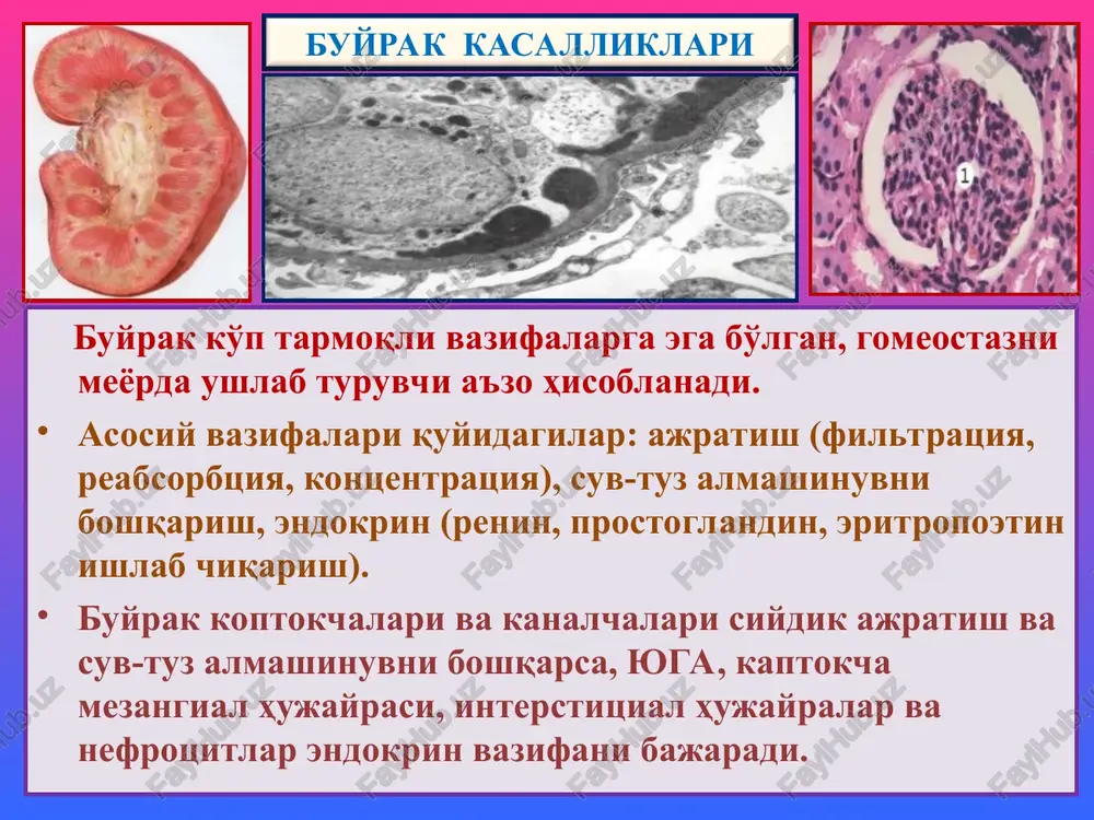 z va nefrokaltsinozli tubulopatiya. interstitsial kasalliklari: 1) tubulointerstitsial nefrit, 2) pielonefrit. buyrak kasalliklari -glomerulopatiyalar glomerulonefrit glomerulonefrit, bu – infektsion-allergik tabiatli, ikki tomonlama, buyrak kaptokchalarining yiringsiz yallig'lanishli, buyrakka xos va buyrakdan tashqaridagi simptomlar bilan kechuvchi kasallikdir. buyrakka xos simptomlariga proteinuriya, gematuriya, tsilindruriya, oligouriya; buyrakdan tashqarilariga – shish, arterial gipertenziya, yurak gipertrofiyasi, disproteinemiya, giperazotemiya, uremiyalar kiradi. tasnifi. 1) kechishi bo'yicha: o'tkir, avj oluvchi va surunkali; 2) joylanishi bo'yicha: intrakapillyar va ekstrakapillyar; 3) yallig'lanishi bo'yicha: ekssudativ, proliferativ, aralash; 4) kaptokchalarning shikastlanish darajasiga ko'ra: diffuz va o'choqli glomerulonefritlar farq qilinadi. buyrak kasalliklari etiologiyasi. gemolitik streptakokkning nefritogen shtammi, lekin stafilakokk, pnevmokokk, viruslar (gepatit v), oqish trepanema, bezgak plozmodiysi ham sabab bo'lishi mumkin. quyidagi infektsion kasalliklardan: angina, skarlatina, orvi, pnevmoniya, meningokokkli infektsiya, bezgak, bakterial endokardit, zaxmdan keyin ikkilamchi kasallik ko'rinishida rivojlanadi. patogenezi. ikkita immunopatologik mexanizm mavjud: 1) kaptokchalar kapillyarlari bazal membranasiga qondagi eruvchan immun birikmaning o'tirishi, leykoxemotaksis, neytrofil leykotsitlar faollashuvi, ularning lizosomal fermentlari bazal membranani lizislashi …