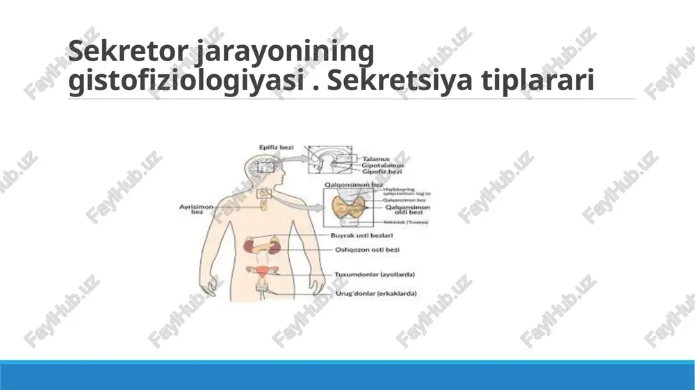sekretsiya bezlari odam tanasining turli qismlarida joy¬lashgan bo'lib, ularda ishlab ehiqariladigan suyuqlik gormon deb ataladi. bezlarda ishlab ehiqariladigan gormon bevosita bezning to'qimasidan o'tayotgan qon va limfaga quyiladi. lehki sekretsiya bezlarida ishlab ehiqariladigan gormonlar ni¬hoyatda oz miqdorda, ya'ni grammning milliard qismiga teng. ammo shunga qaramay, ular odam organizmidagi bareha moddalar almashinuvi jarayonlarida, to'qima va organlar funk¬sivasininl! boshaarilishida. bolalar hamda o'smirlar organizmining o'sishi va rivojlanishida, ular balog'atga yetishida, odam nasi qol¬dirishida muhim ahamiyatga ega. ichki sekretsiya bezlarining hammasi birga qo'shilgan holda organizmning endokrin sistemasini tashkil etadi. bu bezlar odam tanasining turli qismlarida joylashgan bo'lsa ham, ularning funksiyasi bir-biriga chambarchas bog'liq. shuning uchun odam organizmining endokrin sistemasini orke¬strga o'xshatish mumkin, ya'ni har qaysi bezning ish faoliyati boshqa bezlarning funksiyasi bilan chambarchas bog'liqdir. bu bog'liqlikni gipofiz bezi boshqaradi, ya'ni uni «orkestr»ning dirijyoriga o'xshatish mumkin. gipofiz va epifiz bezlari gipofiz bezi. bu no'xatsimon, massasi 0,5-0,6 g ga teng bo'lib, bosh miyaning ostki sohasida, kalla suyagining …