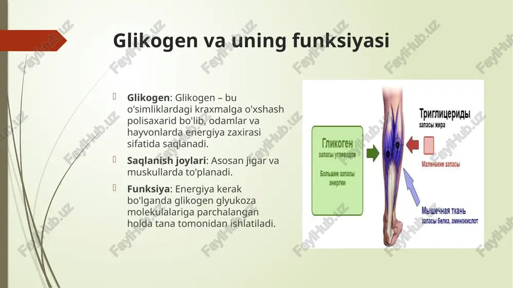 kogen metabolizmi nuqsoni sababli mushak zaifligi va o'sishning kechikishi kuzatiladi. girke kasalligi - bunda glyukozo-6-fosfataza yetishmasligi kuzatilib, glyukoza-6-fosfatning parchalanib, erkin glyukozaning hosil bo’lishi susayadi. nahorda qondagi qand miqdori aniqlanganda, uning miqdorini kamayishi kuzatiladi. kori kasalligi - bunda jigarda glikogenning miqdori oshib uning molekulasida qisqa zanjiri 1,4-glikozidbog‘i bilan glikogen ko‘payadi. 1,6-glikozid bog'larini sintezlovchi ferment esa yetishmaydi. jigarning vazni ortadi, o ‘limga olib keladi. xers kasalligi - bu xastalikda jigarda fosforilaza fermeatining yetishmasligi hisobiga jigardagi normal tuzilishga ega bo‘lgan glikogen sarfianmaydi, ya’ni galaktoza-1 -fosfat efirining hosil bo'lishi susayadi tashxis usullari biopsiya: jigar yoki mushak biopsiyasi orqali glikogen to'planishini ko'rish. enzim faolligi: spesifik enzimlarning faoliyatini o'lchash. genetik testlar: mutatsiyalarni aniqlash. qon va siydik testlari: qondagi glikogen metabolitlarini tekshirish. davolash parhez: gipoglikemiyani oldini olish uchun tez-tez ovqatlanish va kraxmalga boy mahsulotlarni iste'mol qilish. pompe kasalligi uchun enzim o'rnini bosuvchi terapiya (ert). simptomatik davolash: mushak va jigar zararlanishini boshqarish uchun dori-darmonlar. jarrohlik: og'ir holatlarda organ …
