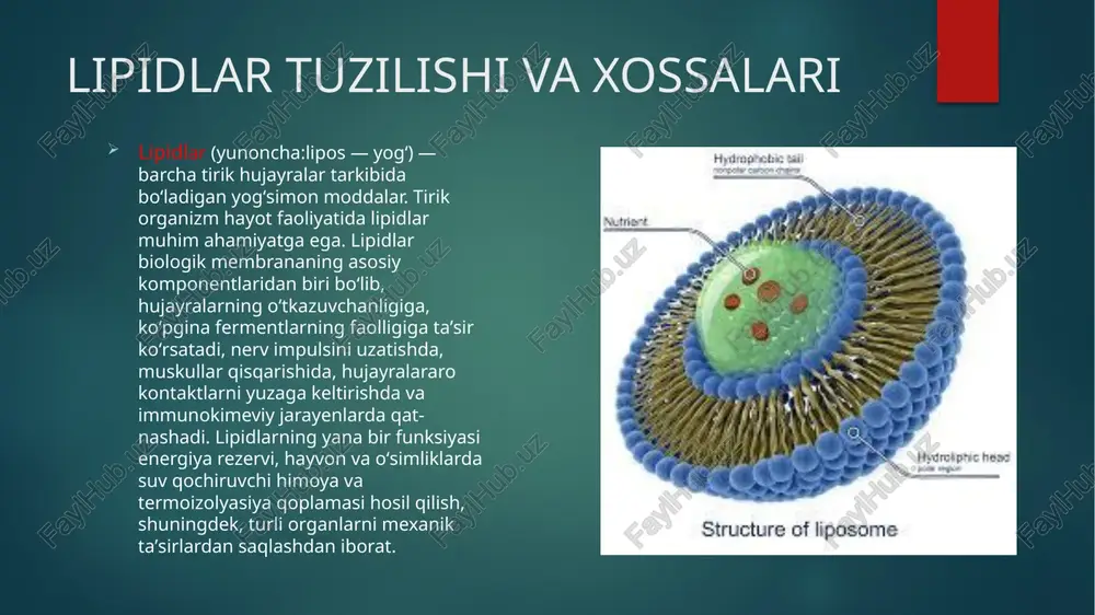 lipidlar bo’lib 3ta yog’ kislata va 3 atomli spirt glitserinning birikishidan hosil bo’ladi. hayvon yog’lari o’simlik moylari fosfolipidlar glikolipidlar mumlar lipoprateinlar neytral yog’lar steroidlar lipidlarni sinflanishi mumlar fosfolipidlar—hujayraning membranali tuzilmzlarini hosil qiladi. glikolipidlar glikolipidlar -- lipidlarning uglevodlar bilan hosil qilgan birikmasi fosfolipidlar mumlar– yog’ kislatalar va ko’p atomli spirtlarning birikishidan hosil bo’ladi. teri hayvonlarning junlari qushlarning patlari o’simliklarning barg,poya,mevalarini suv tasiridan ,qurib qolishdan himoya qiladi steroidlar– steroidlarga mansub xolesterin hujayra membranasining muhim tarkibiy qismidir. buyrak usti bezida, jinsiy bezlarda xolesterindan steroid gormonlar sintezlanadi. ortiqcha xolesterin qon tomirlarda to’planib,tomirlarni toraytiradi,ateroskleroz kasalligiga sabab bo’ladi. a, d, e, k vitaminlari ham yog’simon moddalarga kiradi. funksiyalari e’tiboringiz uchun rahmat image6.jpeg image7.jpeg image8.jpeg image2.png image3.png image4.png image5.png ‘structure of lipasome: + oy ilaring yan nr vk mamlariewsimc se haga pp dan we et ured. ek efunanliaing gupta murkkab {enpaar poly, la nants merase sotahle muni stems oge hohe /docprops/thumbnail.jpeg lipidlar,tuzilish, xossalari va ‘almashinuvi
