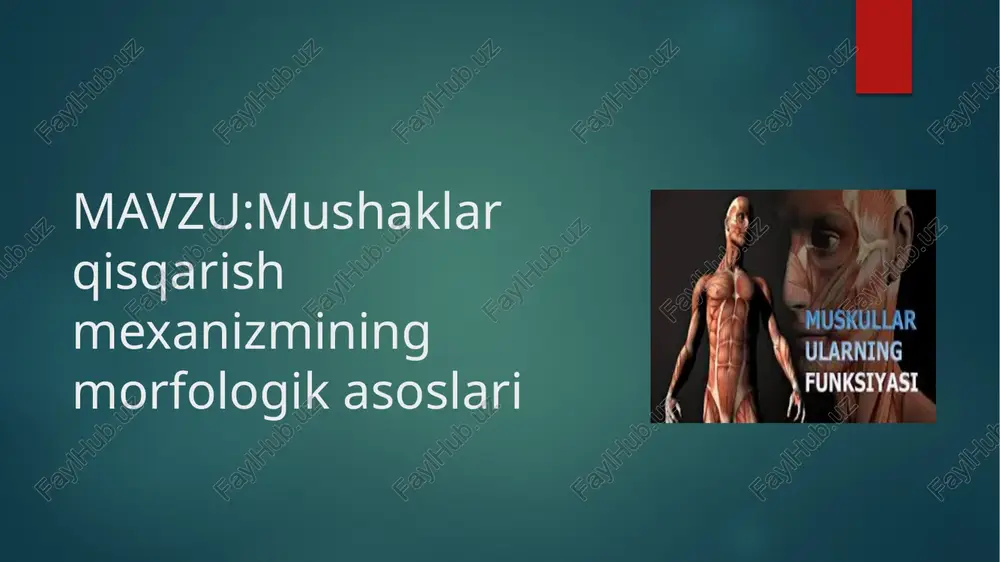 ashmaydi. muskul qisqarganda i disk torayadi. a-disk uzunligi o‟zgarmaydi, -disklar birbiriga qarab harakatlanadi. natijada i disklar umuman yo‟qoladi. sarkomer hajmi qisqarishda kam o‟zgaradi, demak, u qalinlashadi. sarkomerdagiyo‟g‟on iplar ingichka iplar orasiga sirg‟alib kira boshlaydi, bu sirg‟aluvchan iplar nazariyasidir. bu nazariyaga ko‟ra ingichka va yo‟g‟on iplar ko‟prikchalar vositasida ro‟y beradi. tinch holatdagi muskulda ko‟prikchalarmuskul izometrik qisqarishda hosil qiladigan kuch qiymati sarkomeruzunligiga bog‟liqdir. sarkomer cho‟zilishida kuch iplar ustma-ust tushishzonasi o‟zgarishiga chiziqli holda kamayadi, ya‟ni kuch aktin va miozinning kontaktlari soniga proporsionaldir. shunday qilib, miozin ko‟prigi bilan aktinning bog‟lanishi kuch paydo bo‟lishiga olib keladi, muskul qisqarsa ko‟prik kuchi nolgacha kamayguncha iplar sirg‟alishi vujudga keladi. sirg‟aluvchi iplar modelida har bir ko‟prik siklikishlaydi. ko‟prik kuch hosil qiladigan yo‟lni ishchi yurish deb, keyingi harakatini ko‟prikning teskari yurishi deb qarash mumkin. ushbu sikl davomidaatf sarf bo‟ladi. ishchi yurish davomida ko‟prik atf gidrolizining erkinenergiyasini mexanik ishga aylantiradi. teskari yurishda ko‟prik holatining o‟zgarishiga atf energiyasining bir qismi sarf qilinad …