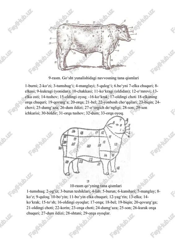 ; 3-burun teshiklari; 4-lab; 5-burun; 6-kanshari; 7-manglay; 8-ko‘z; 9-quloq; 10-bo‘yin; 11-bo‘yin elka chuquri; 12-yag‘rin; 13-elka; 14-ko‘krak; 15-to‘sh; 16-oldingi oyoqlar; 17-orqa; 18-bel; 19-biqin; 20-qovurg‘ga; 21-oldingi choti; 22-korin; 23-orqa choti; 24-dumg‘aza; 25-son; 26-kurak orqa chuquri; 27-dum ildizi; 28-shtani; 29-orqa oyoqlar. 11-rasm. cho‘chqaning tana qismlari 1-boshi; 2-tomoq osti; 3-ensasi; 4-5 bo‘yin; 6-yag‘rin; 7-kuragi 8-elkasi; 9-kafti; 10-oldingi biqini; 11-orqasi; 12-ko‘kragi; 13-beli; 14-biqini; 15-qorni; 16-jinsiy organ xaltasi; 17-dumg‘aza; 18-soni; 19-o‘tirgich suyagi; 20-sakrash bo‘g‘ini;21-orqangi oyoq baqayi. otlarning tana qismlari otlarning tana qismlarini baholashda salt miniladigan, yo‘rtoqi va ishchi otlarga bo‘lgan talablar hisobga olinadi. 12-rasm. otlarning tana qismlari 1-quloqlar orasi; 2-kokili; 3-peshonasi; 4-qulog‘i; 5-chakkasi; 6-ko‘zi; 7-ganashi; 8-burni; 9-burun katagi; 10-jag‘lari; 11-iyak chuqurchasi; 12-ensa; 13-yoli va bo‘yin toji; 14-6o‘yin yonboshi; 15-tomog‘i; 16-qarchig‘ayi; 17-ko‘kragi to‘shi bilan; 18-orqasi; 19-yonboshi; 20-choti; 21-beli; 22-dumg‘azasi; 23-biqini yoki yon cho‘qqilari; 24-dum ildizi; 25-dum; 26-orqa chiqarish teshigi; 27-ket oralig‘i; 28-chovi; 29-kuragi; 30-elkasi; 31-tirsagi; 32-bilakuzuk; 33-bilak; 34-tushog‘i; 35-baqayi; 36-pocha; 37-tuyoq; 38-soni; 39-boldiri; 40-tizza bo‘g‘ini va kosasi; …