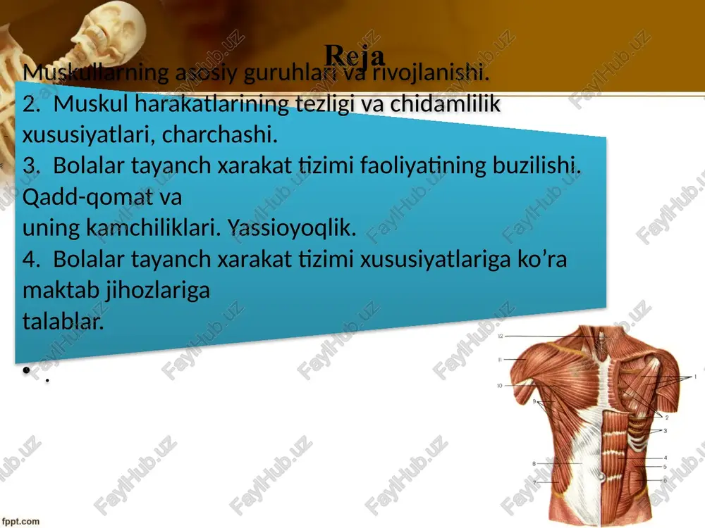 oya qiladi boshni ko`tarib turadi va qovurg`alarni birlashtirishda asos hisoblanadi. ko`krak suyagi—ko`krak qafasining qorin bo`shlig`i o`rta chizig`idagi yassi suyak suyaklarning vazifasi qo`l oyoqlar suyaklari ularning bog`lamlari bilan quyidagilarni tashkil qiladi. tizzaning ventral qismini qoplab tutuvchi tizza ko`zi deb ataluvchi kosa shaklidagi suyak ko`krak va toz bog`lam suyaklari erkin qo`l va oyoqlarni birlashtirishga yordam beradi. muskul tuzilishlari muskul bu – qiskarish xususiyatiga ega bulgan, tirik organizmning u yoki bu bo’lgani harakatga keltiradigan organ: u aksariyat, kundalang yulli va sillik muskul tukimalaridan tuzilgan. muskulatura – butun gavdaning yoki uning biror kismining, organning muskullar majmuasi. slaydlar.uz shunga kura muskullarni belgilariga qarab quyidagicha klassifikatsiyalash mumkin: tuzilishi buyicha: kundalang yulli muskullar. -sillik muskullar. ikkiyoklama kiya muskullar. 2) organizmda joylashish xolati buyicha: a) ichki a’zolar muskullari. b) yurak muskullari. v) osmatik muskullar. 3) funksiyalari buyicha: tonik muskullar. b) tetanik muskullar. v) kulfdosh (bekitish) funksiyasiga ega bulgan muskul tukimalari. 4) kelib chikishi buyicha: a) ektodermal muskullar. b) …