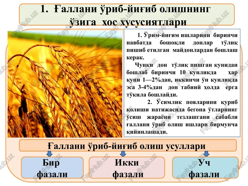 shtirilishi va bu maydonlarning katta qismi 10 gektardan kam bo'lganligi hamda ko'pchilik maydonlarda boshoqli donlar pishib etilgandan so'ng qisqa vaqt ichida bir yillik begona o'tlarni tez rivojlanishini hisobga olgan holda “klass” firmasining “dominator-130” rusumli kombaynlardan foydalanish yuqori samara berishi tajribalarda aniqlangan. dalani g'alla o'rimiga tayyorlash. dalalar begona o'tlar, ayniqsa. g'alla poyalariga o'ralib o'suvchi va yo'g'on poyali begona o'simliklardan tozalanishi, bir yillik va ko'p yillik begona o'tlarga qarshi mavjud gerpitsidlar bilan ishlov berilishi lozim. dala chetlarida joylashgan g'alla hosili qo'lda o'rilib, tik turgan poyalarga suyab ketiladi. dala boshidan, o'rtasidan va oxiridan o'tgan o'qariqlar tekislanadi, dalaga kiradigan yo'llar tayyorlanadi. o'rim-yig'im ishlarini tashkil etish. o'rim-yig'im ishlarini otryad usulida tashkil etish kombaynlar va boshqa texnika vositalardan foydalanish samaradorligini oshiradi. otryad usulida kombaynlarning salt holatda bir joydan ikkinchi joyga ko'chirib yurishi kamayadi, ish vaqtida yuzaga kelgan nuqsonlar va kamchiliklarni tezda bartaraf qilishga erishiladi. har bir otryadga kombayn, don tashish transport vositalari va boshqa texnikalar, tashkiliy …