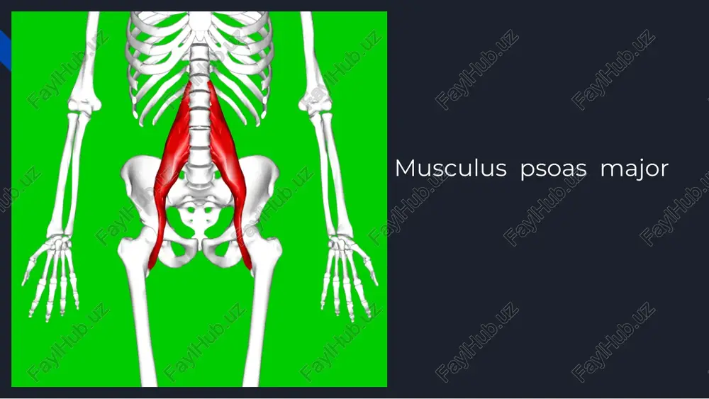ule © dr. joe muscolino (www.learnm| h art by vanni rimasti © www.kenhub.com se lar baksida tuber ischiadicum_—“< (sittbenskndlen) —caput fibula pectineus rehab.i6$r my patient.com pubis pectineus adductor longus rehab.26$ my patient.com pubis. adductor longus femur © www.kenhub.com ss | tibialis anterior rehab.16$x my patient.com tibia tibialis anterior metatarsal extensor digitorum longus rehab1st my patient.com tibia extensor digitorum longus distal phalanges metatarsal peroneus tertius ° rehab. $ ; my patient.com fibula interosseous membrane peroneus tertius metatarsal extensor hallucis longus interosseous membrane tibia fibula extensor hallucis longus distal phalanx z rehab.6 3a my patient.com extenso! hallucis longus joe muscolino (www.learnmuscle rt by giovanni rimasti soleus rehab 8 ® my patient.com tibia fibula soleus calcaneus plantaris rehab. my patient.com femur plantaris calcaneus groove on posterior surface of talus groove on inferior surface of sustentaculum taliof caleaneus bone tibialis posterior rehab.16 8% my patient.com tibia fibula tibialis posterior navicular cuneiforms cuboid peroneus longus …