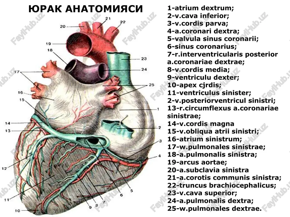 -cavitas ventriculi sinistrae; 6-paries ventriculi sinistrae; 7-ostium a.coronariae dextrae. fibroz xalkalar yurakning utkazuvchi sistemasi yurak klapanlari va ularning eshitish joylari normal exokardiogramma gs- kukrak kafasi pspj- ung korincha old devori pj- ung korincha psmk- mitral klapan old tabakasi zsmk- mitral klapan orka tabakasi zslj- chap korincha orka devori normal fonokardiografiya a- yurak uchida b-yurak asosida normal elektrokardiografiya p- bulmacha kiskarishi qrst- korincha kompleksi t- kukrak kafasi rentgenoskopiyasi yurak bulmachalarining rentgenologik joylashuvi a-old b- birinchi yonbosh v- ikkinchi yonbosh 1-aorta 2- upka poyasi 3-ung bulmacha 4- ung korincha 5-chap korincha 6-chap bulmacha sun'iy kon aylanish apparati va uning ishlatilishi perikard punktsiyasi 1-marfan 2-pirogov-delorm 3-larrey 4-kurshman yurak jaroxatini tikish perikardtomiya botallov yulining bitmasligi bulmachalararo defekt korinchalararo defekt eyzenmenger sindromi fallo triadasi fallo tetradasi yirik kon tomirlar transpozitsiyasi tugma aortal stenoz perikardektomiya mitral komissurotomiya sun'iy yurak klapanlari turlari mitral klapan etishmovchiligida sun'iy klapan kuyish aortal stenoz yurak anevrizmalarining xirurgik davosi sun'iy ritm boshkaruvchini …