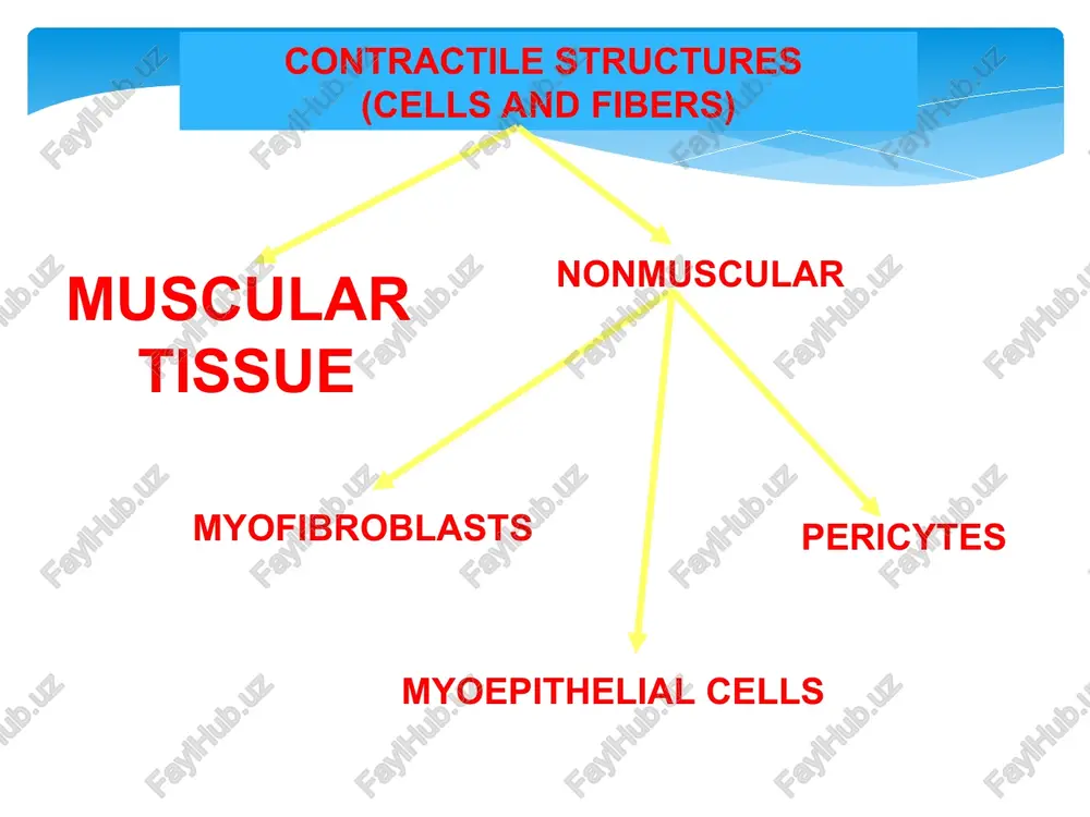 ues myofibrils – sarcotubular system relations triads of sarcotubular system the molecular basis of striated muscles contraction depolarization of plasma membrane and sarcotubular system release of ca++ into the cytoplasm via membrane channels binding of ca-ions to the troponin (troponin c) resulting in changes of troponin complex access of myosin to the actin filaments hydrolysis of atp contraction intercalated disks of cardiac muscle cells plasma membranes of cardiac cells, desmosomes, gap junctions, adherent-type junctions (fasciae anherens) structures histology of smooth muscles ca++- entry into cytoplasm of smooth muscle cell from smooth endoplasmic reticulum (vesicles like sarcotubular system of striated muscles) from extracellular spaces via hormones-dependent (ligand-gated) channenl via depolarization-dependent (voltage-gated) channels the molecular basis of smooth muscles contraction membrane excitation ca++ release into cytoplasm binding to the protein – calmodulin activation of enzime – myosin light-chane kinase phosphorylation of myosin access of myosin to the actin filaments contraction relaxed and …