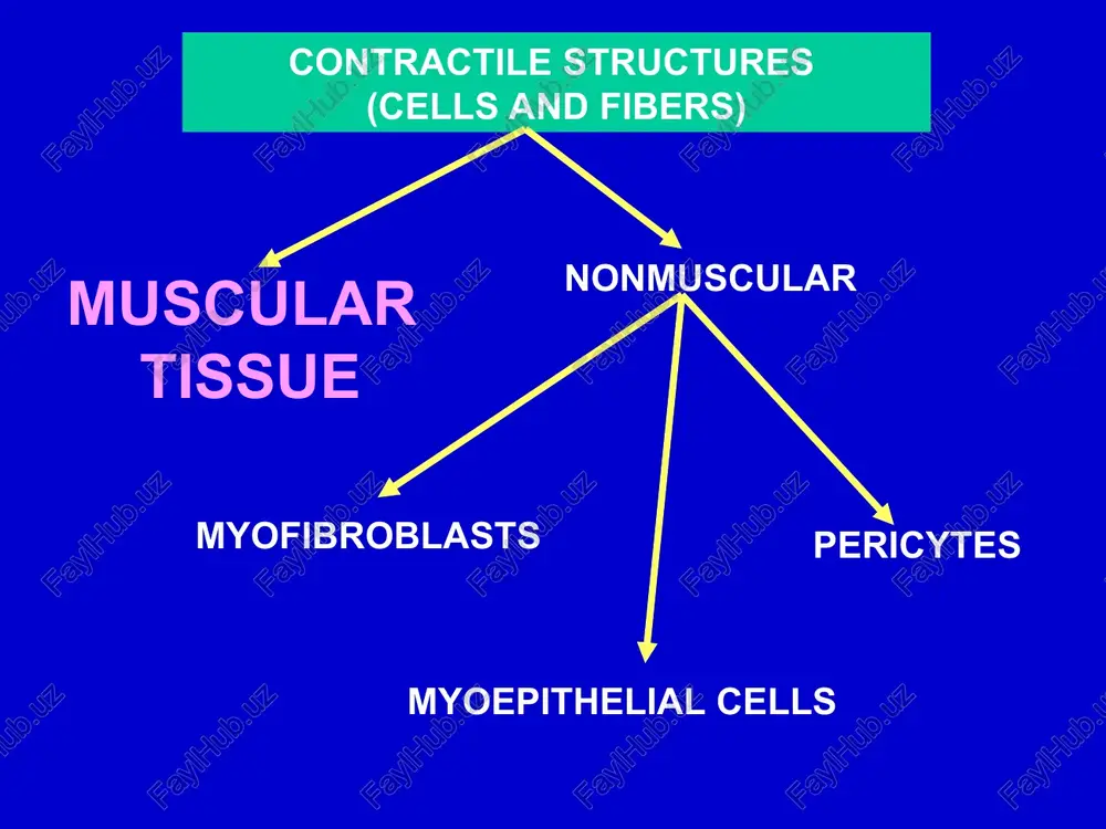 ues myofibrils – sarcotubular system relations triads of sarcotubular system the molecular basis of striated muscles contraction depolarization of plasma membrane and sarcotubular system release of ca++ into the cytoplasm via membrane channels binding of ca-ions to the troponin (troponin c) resulting in changes of troponin complex access of myosin to the actin filaments hydrolysis of atp contraction intercalated disks of cardiac muscle cells plasma membranes of cardiac cells, desmosomes, gap junctions, adherent-type junctions (fasciae anherens) structures histology of smooth muscles ca++- entry into cytoplasm of smooth muscle cell from smooth endoplasmic reticulum (vesicles like sarcotubular system of striated muscles) from extracellular spaces via hormones-dependent (ligand-gated) channenl via depolarization-dependent (voltage-gated) channels the molecular basis of smooth muscles contraction membrane excitation ca++ release into cytoplasm binding to the protein – calmodulin activation of enzime – myosin light-chane kinase phosphorylation of myosin access of myosin to the actin filaments contraction relaxed and …