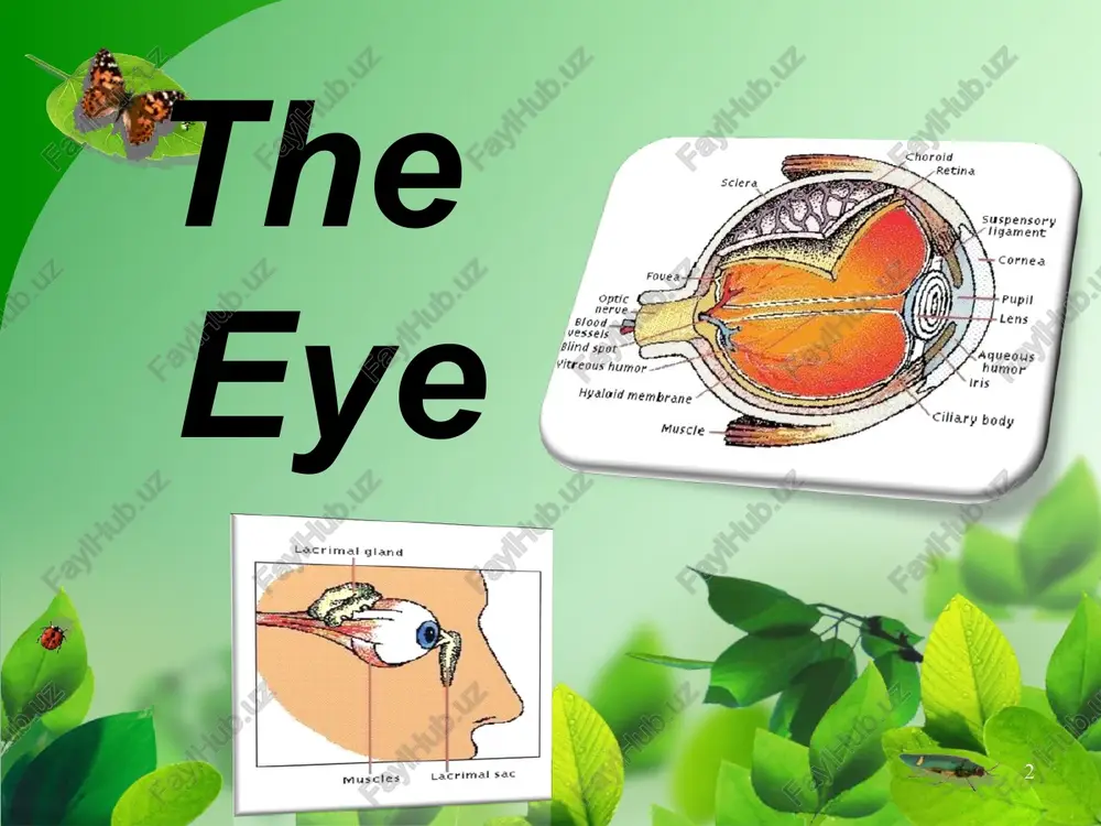 ernal to the cells and pass to the optic disc where they form the optic nerve. the optic disc is a blind area because there is no receptor cell. * v the adnexa of the eye the orbital fasciae : a. the periorbital: is attached near the optic foramen at the apex of the cone . b. the superficial muscular fascia: lies within the periorbital. it’s loose and fatty. and envelops in the levator palpebrae superioris and the lacrimal gland. c. the deep muscular fascia: is more fibrous and arises from the eyelids and from the limbus of the eyeball. * v the adnexa of the eye 2. the muscles of the eyeball: the rectus muscles: dorsal, ventral, medial and lateral are inserted anterior to the equator by wide but very thin tendons. the ventral and dorsal oblique muscles: attach to the eyeball near the equator. * * v the …