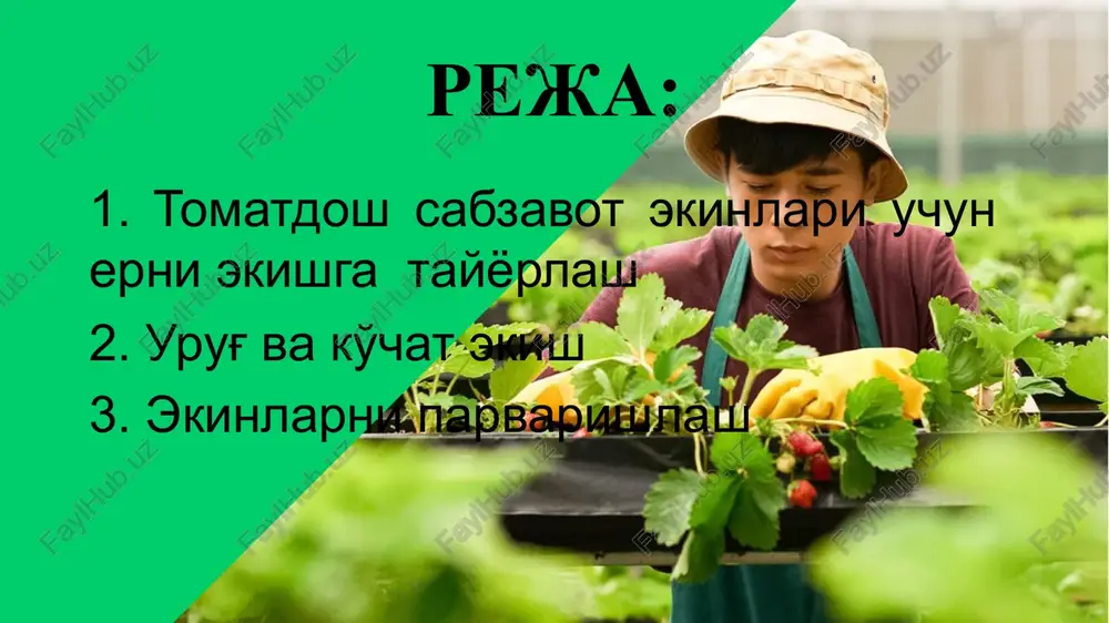 hiq maydonga ekish sxemasi pomidorning ertapishar va o'rtapishar navlari u qadar nishab bo'lmagan maydonlarga 70x25-30 sm, tekis paykallarda 90x25-30 sm, palagi uzun navlar 90x40 sm sxemada ekiladi. ko'chatlar qalinligiga ko'ra har bir gektarga birinchi shaklda 47-57 ming dona, ikkinchisida-37-44 ming dona va uchinchisida 27-28 ming dona o'simlik joylashadi. pomidor sizot suvlari chuqur bo'lgan bo'z tuproqlarda gektariga 500-700 m3 hisobida 14-16, hatto 20 martagacha, sizot suvlari yuza joylashgan o'tloq va o'tloq-botqoq tuproqlarda 12-14 martagacha sug'oriladi. 3-4 marta begona o'tlardan tozalanib chopiq qilinadi va palaklar egatlarga to'g'rilanadi. pomidorni o'suv davri davomida parvarishlash r. krieger pomidorni ochiq maydonda tik sim bag'azda etishtirish pomidorni kasallik va zararkunandalari pomidor va boshqa tomatdosh ekinlar g'o'za tunlami (ko'sak qurti), ildiz qurti, oqqanot, shira va minior pashshasidan ko'proq zararlanadi. ularga qarshi ekinzorlarga trixogrammalar, zaharli emlar qo'yiladi. kimyoviy usulda esa xlorofos, entobakterin, karate, talstar, buldok, konfidor kabi preparatlar sepiladi. hozirgi paytda pomidor ochiq va yopiq maydonlarda virusli kasalliklar (fitoftoroz, …