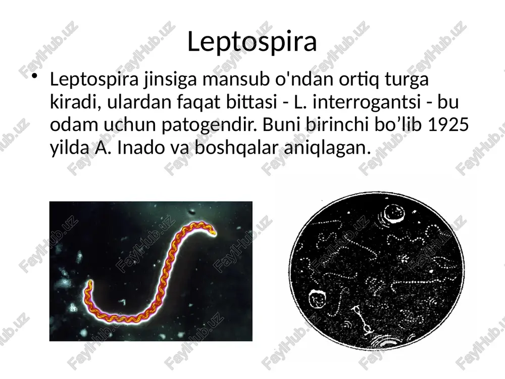 immunitet ma'lum bir tabiatga bog'liq, natijada boshqa leptospira serovarlar tomonidan kelib chiqqan takrorlanadigan kasalliklar paydo bo'lishi mumkin. ekologiya va epidemiologiya leptospira tabiatda keng tarqalgan. saprofitik leptospira suv havzalarida, tuproqlarda, shag'alda va boshqa atrof-muhit ob'ektlarida mavjud. katodik leptospiralar hayvonlarning ko'plab turlariga, ayniqsa kemiruvchilarga (go'sht, kalamush, gerbils, hamsters va boshqalar) ta'sir ko'rsatadi. leptospiroz zoonoz infektsiyadir. hayvonlarda surunkali shaklda, siydik bilan chiqarilishi mumkin. inson infektsiyasi asosan suv va oziq-ovqat (sut, go'sht, non) kasalligi bilan o'tuvchi kemiruvchilar tomonidan sodir bo'ladi. suv va tuproqda leptospira 2-3 hafta davomida, oziq-ovqat mahsulotlarida - bir necha kun davomida hayotiyligini saqlaydi. leptospiroz leptospiroz (suvning isitmasi) - leptospiradan kelib chiqadigan o'tkir zoonotik tabiiy fokusli yuqumli kasallik bo'lib, u issiqlik, buyrak, jigar, yurak-qon tomir va asab tizimlarida, sariqlik va qon ketishning og'ir holatlarida kuzatiladi. saprofitik - l. biflexada. hozirda 200 dan ortiq leptospira serovarlari ma'lum bo'lib, ular 38 ta serogrupni tashkil etadi. ukraina hududida 13 ta serovar izolyatsiya qilingan bo'lib, ularning …