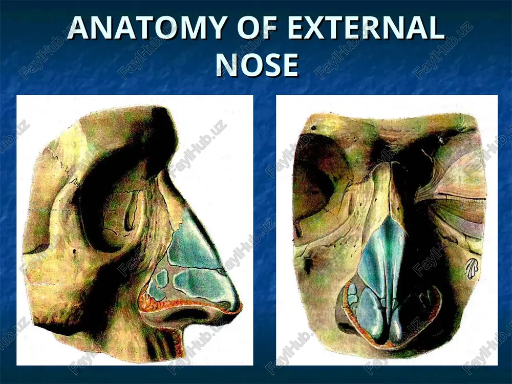 ion rate, leukocytosis, increased morbidity and lymph nodes. clinical forms of acute cold acute catarrhal rhinitis (rhinitis cataralis acuta); acute catarrhal nasopharyngitis, usually in childhood (rhinitis cataralis neonatorum acuta); acute traumatic rhinitis (rhinitis traumatica acuta); stage of acute rhinitis dry phase of stimulation; stage serous discharge; stage of muco-purulent discharge (permit); rhinoscopy in the initial stages (1 - 2), acute coryza hyperemic mucosa, dry, and she gradually swells, and nasal passages are narrowed, breathing is difficult. in the future there are abundant mucus rhinoscopy in the third stage of acute rhinitis characterized by the appearance of mucopurulent, first gray, then yellow and greenish discharge, crusts are formed. in the next few days of discharge is reduced, swelling of the mucous membrane disappears. the principles of treatment of acute rhinitis drug therapy; antimicrobials; physiotherapy; distraction therapy; the main forms of chronic rhinitis bluetongue; hypertrophic; atrophic; rhinoscopy in chronic catarrhal rhinitis pastoznost …