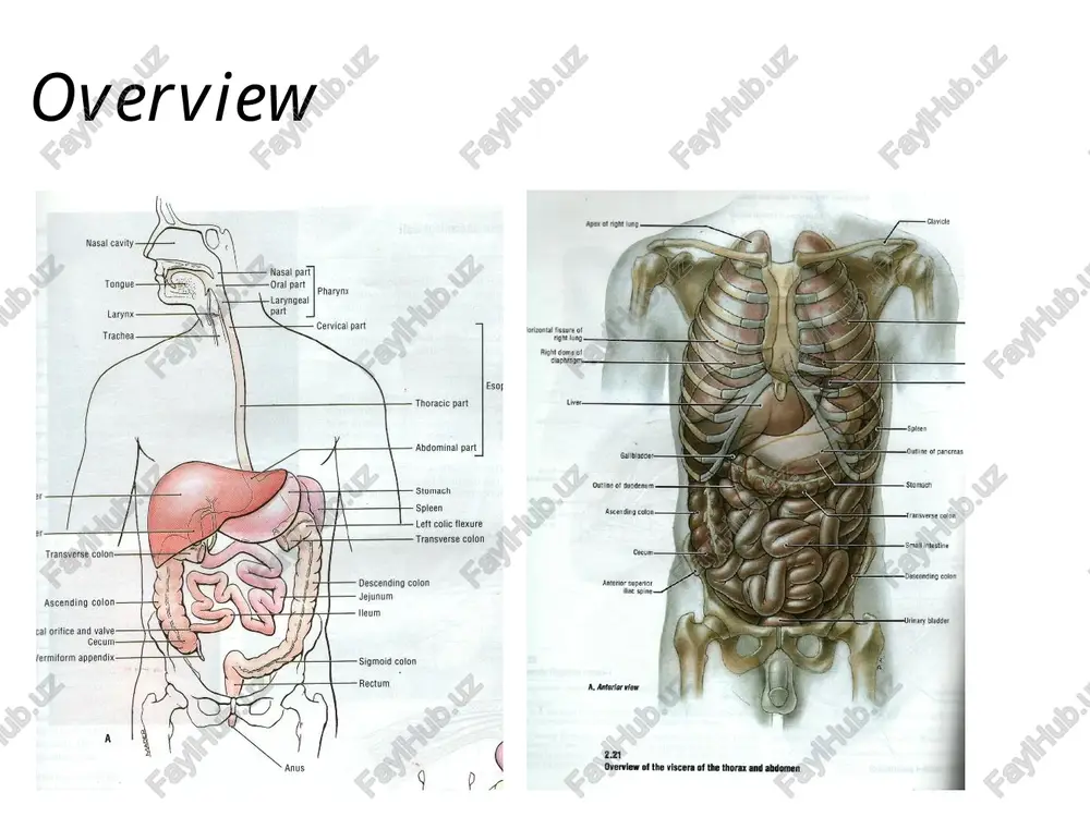 duct falciform ligament runs from liver to ant abd. wall * mesenteries are important:- paracolic gutters channel fuid stop herniation due to bipedal posture supply blood/nerves sensitive to stretch contain infection useful in surgery * on return some gut fuses with posterior wall rectum desc. colon asc. colon duo. 1 2 3 4 1.lienorenal lig. 2.trans. mesocolon 3.mesentary proper 4.mes. of sig. colon diaphragm * retro-peritoneal oesophagus 10 inches from pharynx to stomach narrow at cricoid cartilage where left bronchus crosses oesophageal hiatus in diaphragm mucous membrane folded (normally collapsed) stratified squamous epithelium striated above smooth below trachea on right, lower aorta on left medial to l. lung, behind left atrium * duodenum first 12 inches of gut four parts form c shape duodenal cap radiologically identified, ulcers form here mobile descending part pancreatic and bile ducts horizontal part crosses psoas, ivc and aorta crossed by mesentery, sup mesen. art. …