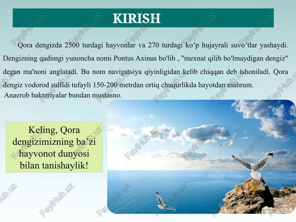 dengiz otlari mayda qisqichbaqasimonlar va qisqichbaqalar bilan oziqlanadi. dengiz otlari - mayda dengiz suyakli baliqlari turkumi. qisqichbaqalar qisqichbaqalar dekapodlar turkumiga kiruvchi qisqichbaqasimonlar qatoriga kiradi. turli vakillarning kattalar namunalarining o'lchami 2 dan 30 sm gacha o'zgarib turadi. ehtiyot bo'ling!!! qora dengizda zaharli baliqlar yashaydi. ular yirtqichlardir, shuning uchun baliq ovlashga borishdan oldin, ularning tashqi ko'rinishini bilib olish va yoqimsiz jarohatlardan qochish uchun ehtiyot choralarini ko'rish kerak. dengiz chayon baliqlari qora chayon nafaqat baliq va kerevit uchun xavflidir: uni bejiz kichik chayon deb atashmaydi . bu baliqning butun tanasi o'lik zaharni o'z ichiga olgan o'tkir tikanlar va tikanlar bilan qoplangan. erta bahorda ruffning zahari ayniqsa xavflidir: yilning shu davrida gormonlar darajasining oshishi tufayli zahar eng zaharli bo'ladi. rizorot meduzasi cornerot - eng katta qora dengiz meduzasi, u qichitqi o'ti chaqishi kabi chaqishi mumkin. dengiz ajdaho zaharli zaharli umurtqa pog'onasi bilan teshilganida, chidab bo'lmas, o'tkir yoki pichoq og'rig'i paydo bo'ladi . ta'sirlangan oyoq-qo'l …