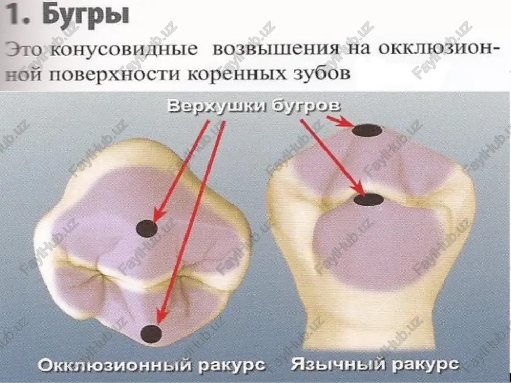 gyrppl/bepxylikh gyrpob 3ametbte takke, ito bbicota a3bimhoto coctab/iaet jimiib mojobhhy bbicotbi mjéyhoro thesreiioyiop ashinhbiv oyrop hwokhhm mepbbiit ipemoap byrpbi nepgoro hw btoporo bepxhux mpemojiappob tawke pacnosaraiorca pyr hanpothb apyra. ognaxo né6ubiii syrop ha 9thx 3y6ax jim ‘0 kopoye wédhoro leaner) yr) heonuinoyrop bepxhhi mpemosap sa3bihhbic tpahul[bl bccx beepxhhx tipcmojapob t€pbbix hwkhhx ipcmojapob 3hayhteibho ye iwe4hbix pani ing4hbic mh azbiyhbic tpahhibl -aebi mokem otihcatb bce bcpxhhe momaphi, & sropbie m tpetbh hhwkhhe motapei. bee 9th cnenyromme oomime xapaktephethkh: 6yrpa nanpapnenbi k “yriam” ho-té4hbie syrppl gosee bbipa- 1h chuibhee beictyiaiot. ho-inéuhbie oyrpbl mehee bbipa- wim hemhoto onyhichbi. kocbte gyrpst bepxhux mosiapax heohbie oytpb! cme" 61 b amictabhom halpabsiehmh, yto mph- sy6am cxojictbo ¢ hapasuieorpammom, a cmotpet ha hhx co ctopohdi okkiio- cmellehhe a3biyhbix gyrpob manbho-héohbii gyrop ha bepxhhx sonbutoii meqhasbho-heohbii gyrop & ha nwxnnx nepbbix momapax, oyrpbl pactio- -soxkchbi chmmetphuho chmmetphuhoe pacriosloxkehhe {ipa yhukanbhbix 3y0a hwxunii sropoii npemouip w hmxkhhi nepbblit monsp …