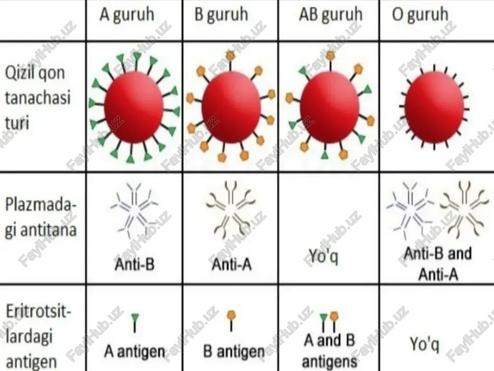 lari uchun javobgar bo’lgan h- antigen oligosaxaridlarining tuzilishi shunday qilib, to’rtta mumkin kombinatsiya mavjud; ularning gay biri ma’lum bir shaxsga xosligi kishining qon guruhini belgilaydi: } ava b: birinchi gon guruhi (0); > ava b: ikkinchi qon guruhi (a); > b va a: uchinchi gon guruhi (b); > ava b: to’rtinchi gon guruhi (ab). qon guruhini abo ga kora aniqlash klinik amaliyotda gon guruhlari monoklonal antitanalar yordamida aniqlanadi. bunda tekshiriluvchining eritrositlari tarelka yoki oq plastinkada bir tomchi standart monoklonal antitanalar (anti-a va anti-b soliklonlar) bilan aralashtiriladi, agglyutinatsiya sezilmas bo’lsa va iv(ab) gon guruhi hollarida nazorat qilish uchun bir tomchi izotonik eritma qo’shiladi. eritrositlar va soliklonlar nisbati : ~0,1 soliklonar va ~0,01 eritrositlar. reaktsiya uch daqiqadan keyin baholanadi. abo bo'yicha nasiga o'tishi hie thine! mh hie fet aline thins } agar agglyutinatsiya reaktsiyasi faqat anti-a soliklonlar bilan sodir bo’lsa, unda tekshirilayotgan gon a (ii) guruhga tegishli; } agar agglyutinatsiya reaktsiyasi faqat …