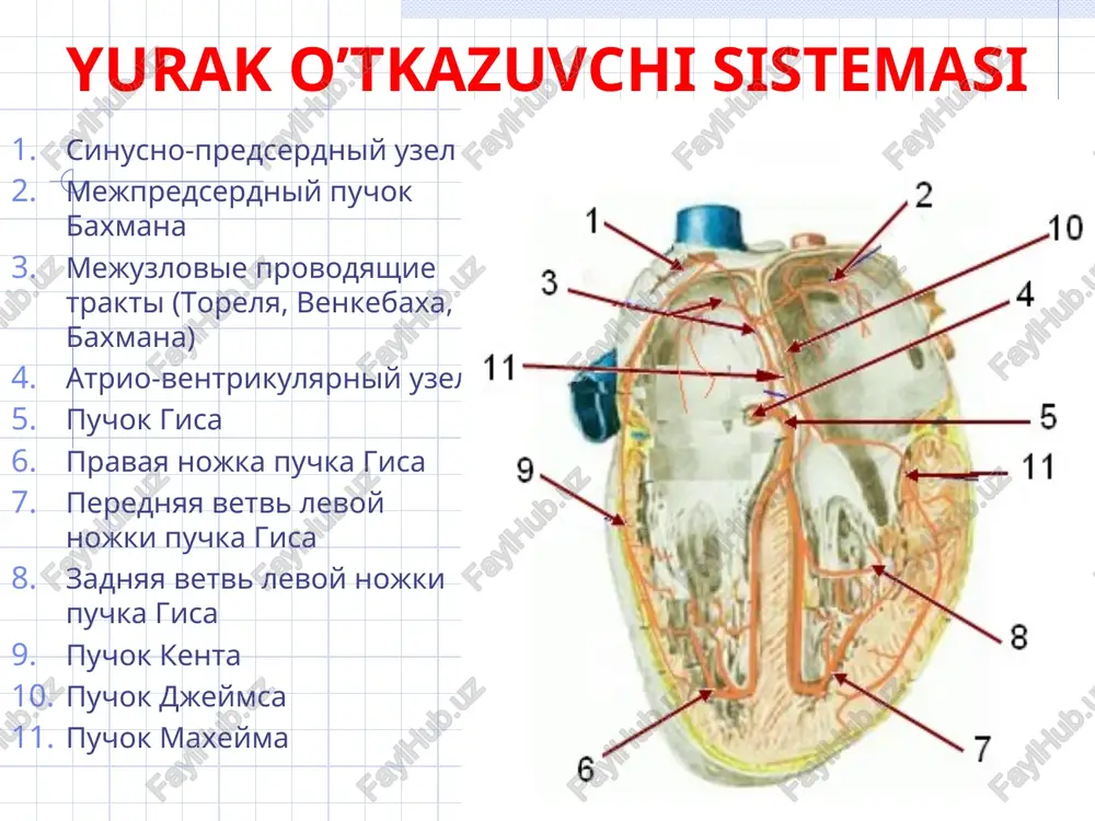 q r-r >0,15 s yurakni vaqtidan oldin qisqarishi turlari, ekg-o’zgarishlari: bo’lmacha (r deformatsiyasi) atrioventrikulyar (r qrs dan keyin) qorinchalar (r yo’q, qrs deformatsiyasi, aniq kompensator pauza) ekstrasistoliya bo’lmacha ekstrasistoliyasi atrioventrikulyar ekstrasistoliya ekg: r qrs dan keyin qorinchalar ekstrasistoliyasi ekg: r yo’q, qrs deformatsiyasi, aniq kompensator pauza yuqs oshishi huruji (140-250/min), birdaniga to'satdan boshlanishi va tugashi bilan xarakterlanadi; to’g’ri regulyar ritm saqlanadi mexanizmi: bir nechta ektopik uchog’larning faollashuvi turlari, ekg-o’zgarishlari: bo’lmacha (r deformatsiyasi) atrioventrikulyar (r qrs dan keyin) qorinchalar (qrs deformatsiyasi va kengayishi) paroksizmal taxikardiya qorinchalar paroksizmal taxikardiyasi o'tkazuvchanlik buzilishi - blokadalar sinoaurikulyar bo’lmacha ichi atrioventrikulyar qorincha ichi sinoaurikulyar blokada sa-tugundan bo’lmachalarga impulslarni o’tishi buziladi ekg: pqrst yo’qolishi, kompensator pauza = 2(r-r) bo’lmachalar blokadasi bo’lmachalar o’tkazuvchi sistemasi orqali impulslar o’tkazilishi buziladi ekg: r>0,11 s, r - ikkilangan atrioventrikulyar blokada 1 darajali 2 darajali: 1 tip - mobits 1, 2 tip - mobits 2, 3 tipli 3 darajali (to’liq) 1 darajali ekg: …