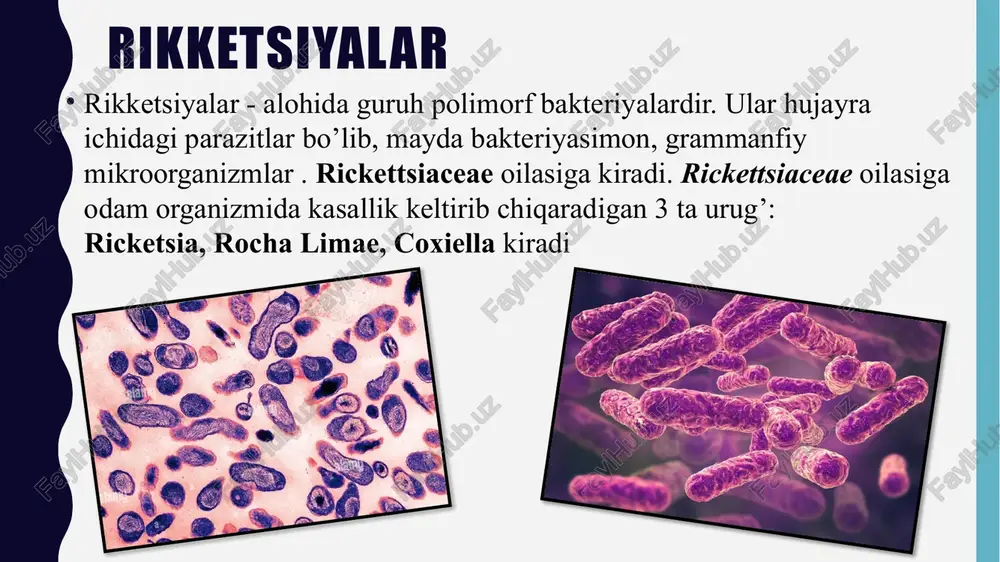 asalliklar qo‘zg‘atuvchilari — rikketsiyalarning farqli xususiyatlari ularning sun’iy oziq muhitlarida o‘smasligidir, ya’ni ular viruslar singari hujayra ichida parazitlik qiladi. bunda qon kapillarlari endoteliysida xarakterli o‘zgarishlar kuzatiladi. epidemik toshmali tif qo’zg’atuvchisi ricketsia prowazekii hisoblanadi. morfologiyasi. polimorf, sharsimon, gantelsimon, ipsimon shakl- larda uchraydi. zdrodovskiy usulida bo’yalganda qizil rangga bo’yaladi. toshmali tif qo‘zg‘atuvchilari — provaseka rikketsiyalari bo‘lib, ular qon kapillarlari endoteliy hujayralarida parazitlik qiladi. ular kokksimon, ba’zan esa gantellar, tayoqcha shakllarida uchraydi. to‘qimalar kulturasi va tovuq embrionida o‘sadi. gemolizin va endotoksinga ega. qizdirish va dezinfeksiyalovchi moddalar ta’siriga sezgir, past harorat va quritishga chidamli epidemiologiyasi infeksiya manbai – kasallik bilan kasallangan odam infeksiya tashuvchanlik isbotlanmagan. infeksiya bevosita bemor odamdan sog‘lom odamga o‘tmaydi. qo‘zg‘atuvchi bemor odamdan kasal bitlar orqali o‘tadi. bitlar qon so‘rganidan 2—5 kundan keyin rikketsiyalarni ajrata boshlaydi va butun umr davomida (20—40 kun) rikketsiyalarni ajratib yuradi. zararlangan bitlarning ichak epiteliylari hujayralari 5 kundan keyin provaseka rikketsiyalari bilan to‘ladi, natijada ular parchalanadi va toshmali …