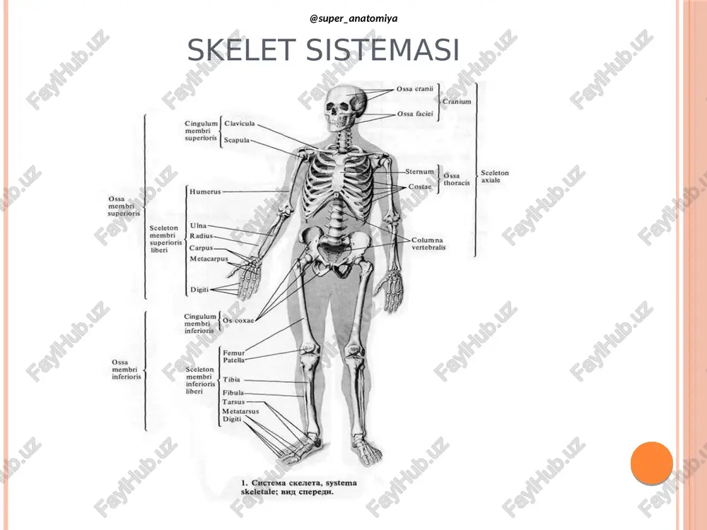 rcus posterior  massae lateralis  fovea dentis  tuberculum anterius et posterius  fovea articularis superior et inferior  facies articularis superior et inferior  processus costarius  sulcus arteria vertebrae odontoid process of the axis posterior articular facet axis alar ligament anterior tubercle anterior arch of the atlas sulcus of the spinal nerv transverse p ¢ ligament of the atlas transverse posterior arch of the atlas foramen atlas posterior tubercle lateral mass of the atlas lateral atlantoaxial joint ken atlanto-occipital joint hub © www. kenhub.com tuberculum anterius massa lateralis atlantis acies articular inferior processus transversus for amen transversarium tuberculum posterius massa lateralis atlantis processus transversus tuberculum anterius 4 fovea dentis foramen vertebrale tuberculum posterius facies articularis superior foramen transversarium ikkinchi bo’yin umurtqasi-axis tipik bo’yin umurtqasi tuberculum processus transversus anterius corpus vertebrae corpus vertebrae sulcus tuberculum anterius rervi spinalis tuberculum posterius foramen trans versarium pediculus tuberculum posterius articularis . …