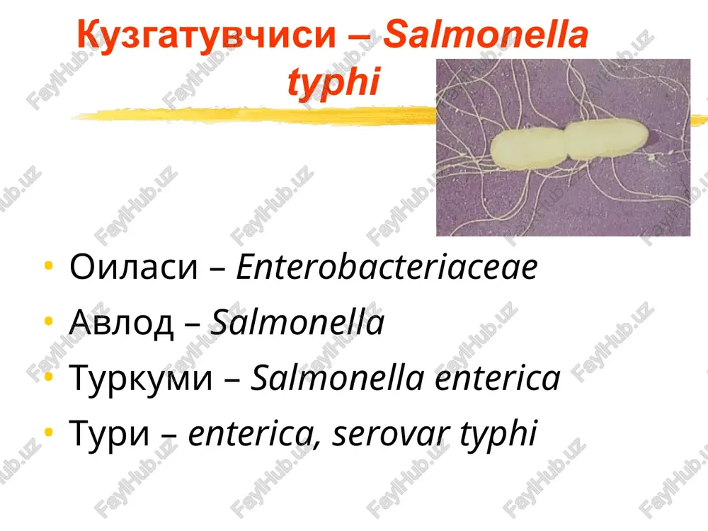 o-antitela igm va igg paydo bo'lishi t-xujayralarining umumiy defitsiti va t-xelperlarning va t-supressorlarning kamayishi postinfektsion immunitet – 15-20 yilgacha saqlanadi. 1,5-2 yil ichida qaytadan kasallanishi mumkin patanatomiya a-miyasimon bo'kishi (1 xaf) b-nekroz bosqichi (2 xaf) v-yaralanish bosqichi (3 xaf) g-toza yara bosqichi va yaraning bitish davri (4-5 xaf) klinik tasnifi klinik turiga qarab: tipik atipik (abortiv, bilinar – bilinmas hamda ambulator) og'irlik darajsiga qarab: engil o'rtacha og'ir og'ir kechish turiga kura: tsiklik qaytalanuvchi (retsidivli) asoratlanishiga kura: asoratli asoratsiz klinikasi inkubatsion davri – 9-14 kun kasallik davrlari: boshlang'ich (prodromal) davri avj olish davri klinik belgilarning sunish davri sog'ayish davri umumiy simptomlar umumiy xolsizlik tez charchash adinamiya bosh og'rishi ba'zan et uvishishi. kasallikning 4—7-kunlari tana xarorati eng chuqqiga ko'tarilishi kuzatiladi. intoksikatsiya belgilari kuchayadi bosh og'rishi kuchayadi ishtaxaning pasayishi yoki yo'qolishi uyquning buzilishi (kunduzi uyquchanlik, tunda uyqusizlik) qabziyatga moyillik, meteorizm kuzatiladi. kasallikning 7—9- kunlarida klinik belgilari yaqqol namoyon bo'ladi. klinikasi boshlang'ich davri umumiy …
