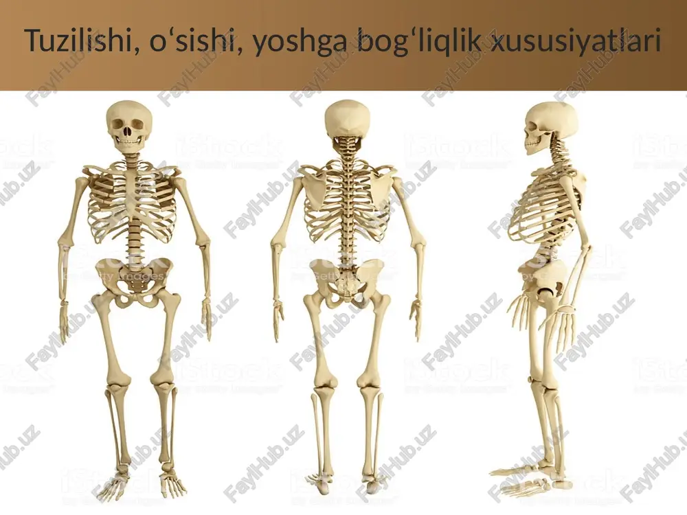 ug‘ilgan bolalarda bosh suyagi o‘zaro birikmagan, bir nechta suyakdan iborat bo‘ladi. shuning uchun bosh suyagining qopqog‘ida, ya’ni o‘zaro birikmagan suyaklar o‘rtasida yumshoq joylar (bo‘shliqlar) bo‘lib, ular liqildoq deb ataladi (16-rasm). bosh suyagi bolaning 3—4, 6—8 va 11—15 yoshlik davrida ayniqsa tez o‘sadi. uning o‘sishi va shakllanishi 20—25 yoshgacha davom etadi. umurtqa suyaklari 17—25 yosh orasida suyakka aylanib bo‘ladi. kurak, o‘mrov, yelka, bilak, tirsak suyaklarining suyakka aylanishi 20—25 yoshgacha davom etadi. qo‘l kaftining suyakka aylanishi 15—16 yoshgacha, barmoqlarning suyakka aylanishi 16—20 yoshgacha davom etadi. d vitamini yetishmasligi yoki quyosh nuridan yetarli foydalanmaslik organizmda kalsiy va fosfor tuzlari almashinuvi buzilishiga sabab bo‘ladi va suyaklanish jarayoni sekinlashadi. natijada raxit kasalligi kelib chiqadi. bunday kasallikka uchragan bolalarning suyagi yumshab, egiluvchan bo‘lib qoladi. ayniqsa, oyoqlari, umurtqa pog‘onasi, ko‘krak qafasi, chanoq suyaklari egrilanib qolishi mumkin. bu esa ularning qad-qomati normal shakllanishiga salbiy ta’sir ko‘rsatadi. odam va hayvonlar skeletidagi o‘xshashliklar. evolutsion rivojlanish jarayonida ibtidoiy odam tik yurishi …