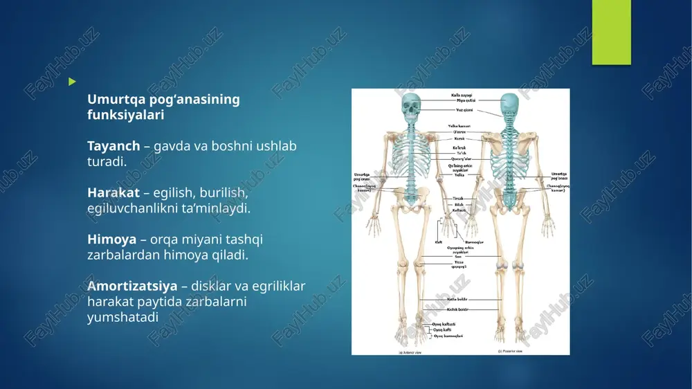 vchi qismi (tanasi). arcus vertebrae – orqa qismdagi yoy, orqa miya o‘tadigan teshikni hosil qiladi. foramen vertebrale – umurtqa kanali, bu orqali orqa miya o‘tadi. processus spinosus – orqaga qaratilgan chiqindi (teridan seziladi). processus transversus – yon tarafdagi chiqindilar. processus articulares – qo‘shni umurtqalar bilan bog‘lanadigan bo‘g‘im chiqindilari. ko‘krak umurtqalari (pars thoracica) 12 ta umurtqa: t1–t12 har bir umurtqa qovurg‘alar bilan bog‘langan. kamroq harakatlanadi. tana qismlari yirikroq, fovea costalis (qovurg‘a chuqurchalari) mavjud. t1–t12 orasidagi farqlar: t1 – bo‘yin umurtqasiga eng yaqin, atlasga nisbatan o‘ziga xos bo‘ladi, qovurg‘aning to‘liq bo‘g‘im yuzasiga ega. t10–t12 – pastga tushgan sari ko‘proq bel umurtqalari xususiyatlariga ega bo‘la boshlaydi (qovurg‘a bilan faqat bitta bo‘g‘im yuzasi bo‘ladi). t11–t12 – transversal o‘simtalarida qovurg‘a bo‘g‘im yuzalari yo‘q (bu qovurg‘alar suyak bilan emas, mushak bilan bog‘langan). ko‘krak umurtqalari funksiyasi: qovurg‘alar bilan toraks (ko‘krak qafasi) tuzilmasini hosil qiladi – yurak va o‘pkaning himoyasi. tana harakatlarini cheklash orqali barqarorlikni ta'minlaydi. orqa miyani …