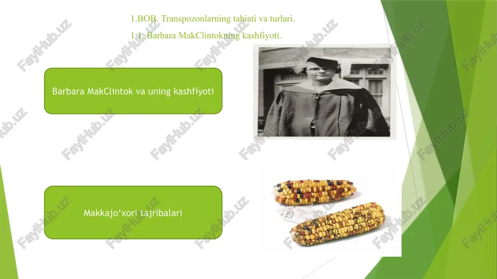 sh nomi maqsad ishning mazmuni olingan natija barbara makclintok 1948-yillar makkajo‘xori genomidagi harakatchan elementlar makkajo‘xori o‘simligidagi genetik o‘zgarishlarning sabablarini aniqlash. makkajo‘xori donalarining rangidagi o‘zgarishlarni o‘rganib, ba'zi genetik elementlarning genomda joylashuvini o‘zgartirishi mumkinligini aniqladi. genomda 'harakatchan genetik elementlar' yoki transpozonlar mavjudligini kashf etdi, bu esa gen ifodalanishiga ta'sir ko‘rsatishi mumkinligini ko‘rsatdi. francis crick va sydney brenner 1961-yillar genetik kodning xususiyatlari genetik kodning tabiatini va oqsil sintezidagi rolini tushunish. bakteriofag t4 mutatsiyalarini o‘rganib, genetik kod uchlik kodonlardan tashkil topganligini aniqladilar. genetik kod triplet xususiyatga ega ekanligini va har bir aminokislota uch nukleotidli kodon bilan kodlanishini isbotladilar. nancy kleckner 1970-yillar bakteriyalardagi transpozonlar bakteriyalardagi transpozonlarning tuzilishi va funksiyasini o‘rganish. escherichia coli bakteriyasida tn10 transpozonini o‘rganib, uning tetratsiklin antibiotikaga chidamlilik genini tashishini aniqladi. bakteriyalardagi transpozonlar antibiotikaga chidamlilik genlarini bir joydan ikkinchi joyga ko‘chira olishini ko‘rsatdi, bu esa antibiotikaga chidamli shtammlarning tarqalishiga olib kelishi mumkinligini tushuntirdi. 1.2. klassik va molekulyar transpozonlar. xususiyat klassik transpozonlar molekulyar transpozonlar …