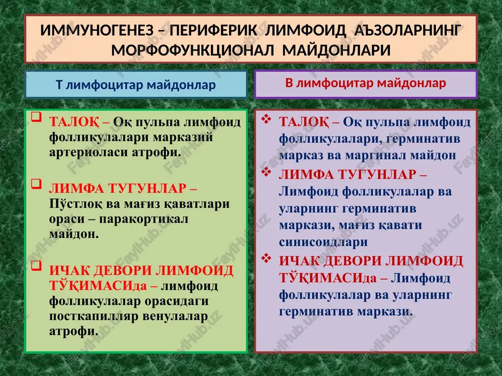 va kasallanishi. immun tanqisligi holatlari – organizm immun tizimi morfofunktsional holatining irsiy, tug'ma va turtushda orttirilgan etishmasliklaridir. o'ta sezuvchanlik reaktsiyalari - allergiya reagin allergen ige c5 fc semiz hujayra ige fab allergenning 1-marta tushganida allergenning 2-marta tushganida gistamin serotonin o'tkir immun yallig'lanish tomirlarning kengayishi, devorida alterativ o'zgarishlar, o'tkazuvchanligining oshishi, shish, qon quyilishlar va serozli-gemorragik ekssudat paydo bo'lishi. toshmalar toshishi. o'ta sezuvchanlik reaktsiyaning i - mexanizmi o'ta sezuvchanlik reaktsiyalari - allergiya fc nishon hujayra antigen o'tkir immun yallig'lanish tomirlarning kengayishi, devorida alterativ o'zgarishlar, o'tkazuvchanligining oshishi, shish, qon quyilishlar va serozli-gemorragik ekssudat paydo bo'lishi. toshmalar toshishi. o'ta sezuvchanlik reaktsiyaning i i - mexanizmi k - hujayra nk - hujayra igg antitelali tsitozaxarlash komplementli tsitozaxarlash t - killer makrofag fc immun birikma – autoimmun birikma o'ta sezuvchanlik reaktsiyaning iii - mexanizmi streptokokk antigeni 5iga + 3igg antitelo to'liqmas + autologik to'qima antigeni autoantitelo + tomir devori, biriktiruvchi to'qima hla tizimi ≥ 2000 o'tkir …