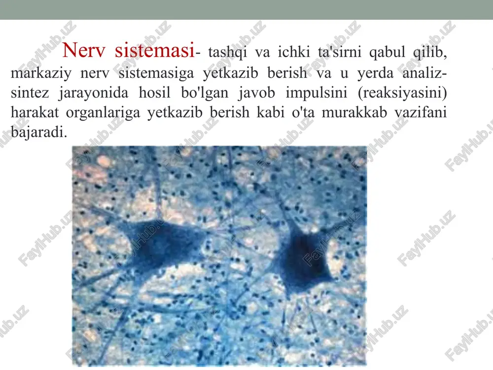 ‘cmanmisecas wen reno mutoxohgpua akcoh “ cuuantuyeckaa cunantuyeckuni wenb ny3bipek noctcuhan- qexnaput tuyeckkaa memmopaha peyentop ana megquatopa , dendrites * @®yhkuunn uw heipona, nepedaya cuehana opyeum knemkam, mw cekpetophon kletku, cuuhme3 hetipo2zopmohoe ona ebioenehua b nukbop unu kpo6b tunoranamyc jaana aona nmodusa (hetiporvinodbia) beiceoboxgaioupe topmohe! basonpeccnn wokchtouph b runotanamyce (”u6epuhbi ctatunbi), (akti, ti, jf, @cr) runognuse -ganee xum. curhan k opraham-muwehan (hagnoyeuhuku, avyhukn) tponibie ropmonet rois tsh gh fsh, ‘nponak thh) nepeanaa zona mnoonsa (agehomnodis) tune hefpornnn renaoranonie nneton erpowres mapornnn tsannoscore xnerst pa /docprops/thumbnail.jpeg nerv to'qmasi — huiayralar ‘tuzilishl, nervlar tuzilbht.