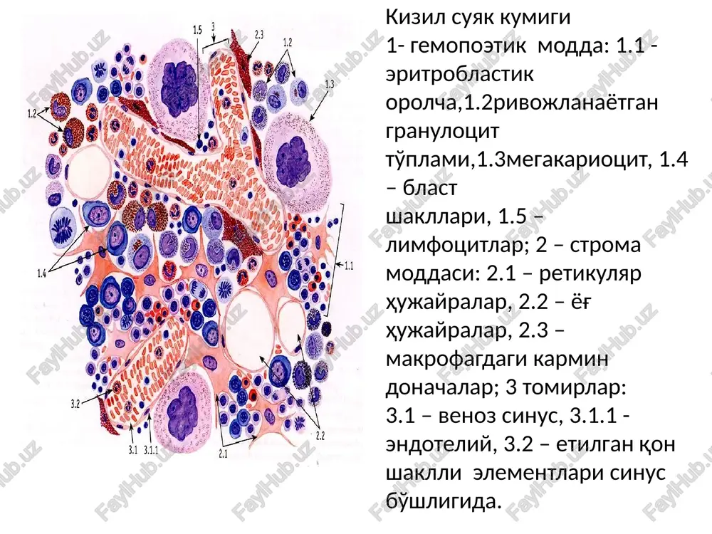 struk-turasi 5 – limfotsitlar 6 – retikulo-epiteliotsit, 7 – kapillyar yuzasi, 8 - endoteliotsit limfa tuguni. 1 – kapsula, 2 – trabekula, 3 – tugun darvozasi, 4 – darvozadagi kon tomirlari, 5 – pustlok modda, 6 – magiz modda: b - magiz tasmalar, v – sinuslar, g – trabekulalar, 7 – kirgok sinusi, 8 – oralik sinus, 9 – fater-pachini tanachasi, nerv tolalari va tomirlar limfa tuguni. 1 - kapsula; 2 - trabekula; 3 – po‘stloq modda: 3.1 –tugunchalar tashqarisi , 3.1.1 – limfatik tugunchalar (follikulalar), 3.2 – tugunchalar ichkarisi; 4 – mag‘iz moddasi: 4.1 – mag‘iz tasmalar; 5 – tugun darvozasi: 5.1 – qon tomirlar; 6 – olib keluvchi limfa tomirlari; 7 - limfa sinuslari: 7.1 – marginal (kapsula osti), 7.2 – oraliq 7.3 – mag‘iz oraligi, 7.4 – darvoza sinusi; 8 – olib ketuvchi limfa tomiri. limfa okimi yashil strelka bilan ko‘rsatilgan. limfa tuguni (fragment). 1 – trabekulalar, …