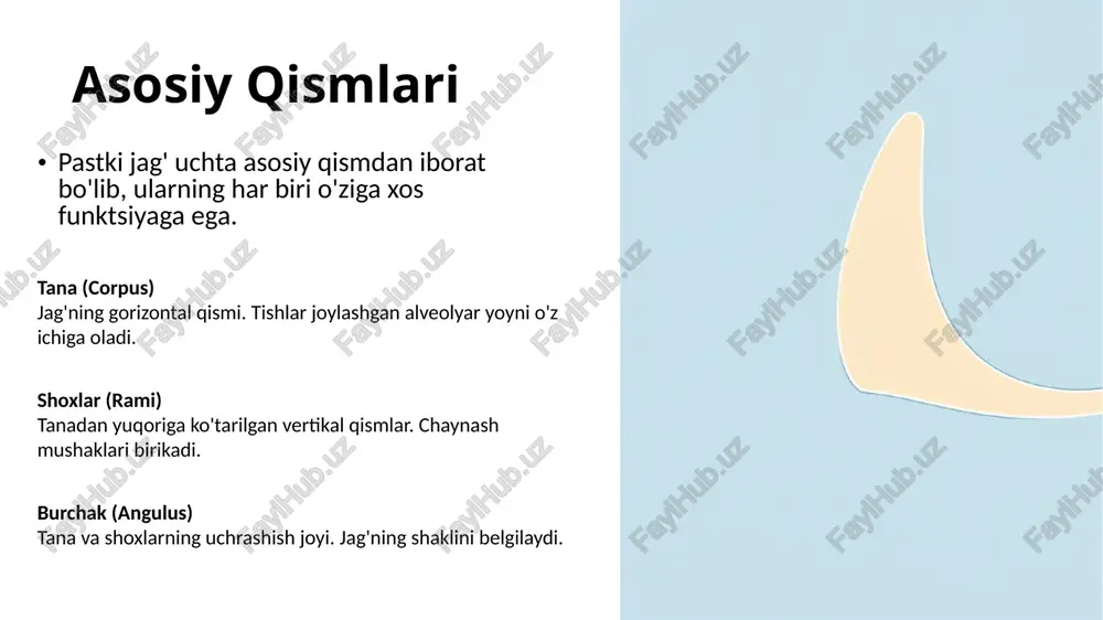 ion). pastki jag'ning nerv ta'minoti pastki jag'ning sezuvchanligi va mushak harakati uch shoxli nervning (trigeminal nerv, v) pastki jag' shoxchasi (mandibular nerv) tomonidan ta'minlanadi. pastki alveolyar nerv pastki tishlar va jag' suyagining sezuvchanligini ta'minlaydi. u jag' ichidagi kanal orqali o'tadi. nervning tarmoqlari til nervi (lingual nerve) bukkal nerv (buccal nerve) mental nerv (mental nerve) pastki alveolyar nerv (inferior alveolar nerve) pastki jag'ning patologiyalari pastki jag' turli xil kasalliklar va shikastlanishlarga moyil bo'lib, ular chaynash va gapirish qobiliyatiga ta'sir qiladi. tmj buzilishlari bo'g'imda og'riq, chertish ovozi va jag' harakatining cheklanishi bilan kechadi. stress va tish g'ijirlatish (bruxism) sabab bo'lishi mumkin. jag' sinishi ko'pincha jarohatlar natijasida yuzaga keladi. mandibula sinishi yuz suyaklarining eng keng tarqalgan sinishlaridan biridir. osteomiyelit jag' suyagining infektsiyasi. odatda tish infektsiyalari yoki jarohatlaridan keyin rivojlanadi. pastki jag'ning rivojlanishi pastki jag' embrion rivojlanishining dastlabki bosqichlarida paydo bo'ladi. u meckel tog'ayi atrofida suyaklanish orqali shakllanadi. 6-hafta birinchi faringeal yoydan meckel tog'ayining …