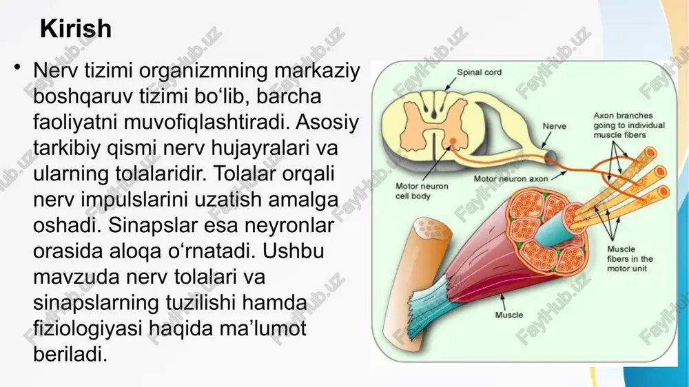 ralig‘i refrakter davr deyiladi. absolyut refrakter davrda yangi impuls umuman hosil bo‘lmaydi. nisbiy refrakter davrda esa kuchliroq qo‘zg‘atuvchi ta’sirida impuls yuzaga kelishi mumkin. ushbu mexanizm impulslarning ketma-ketligi va tartibda tarqalishini ta’minlaydi. bu fiziologiyada juda muhim. nerv tolalarining o‘tkazuvchanlik tezligi nerv tolalari o‘tkazuvchanligi tolalarning diametri va mieliniga bog‘liq. eng tezkor tolalar a-alfa guruhiga kirib, tezligi 100 m/sekundgacha yetadi. sezgi va og‘riq tolalari sekinroq bo‘ladi. bunday farqlar organizmda reflekslarning tezligi va sezgi uzatilishini belgilaydi. o‘tkazuvchanlik tezligi klinik diagnostika uchun ham muhim ahamiyatga ega. nerv tolalari klassifikatsiyasi nerv tolalari o‘tkazuvchanlik tezligi va funksiyasiga ko‘ra a, b, c guruhlarga bo‘linadi. a tolalari qalin mielinli bo‘lib, eng tez uzatadi. b tolalari o‘rta tezlikda, vegetativ nerv tizimida uchraydi. c tolalari esa mielinsiz, impulsni eng sekin o‘tkazadi. bu guruhlar fiziologik va klinik tahlilda katta ahamiyat kasb etadi. motor va sezgi tolalari nerv tolalari funksiyasiga qarab motor (harakat) va sezgi tolalariga bo‘linadi. motor tolalari mushaklarga impuls olib boradi …