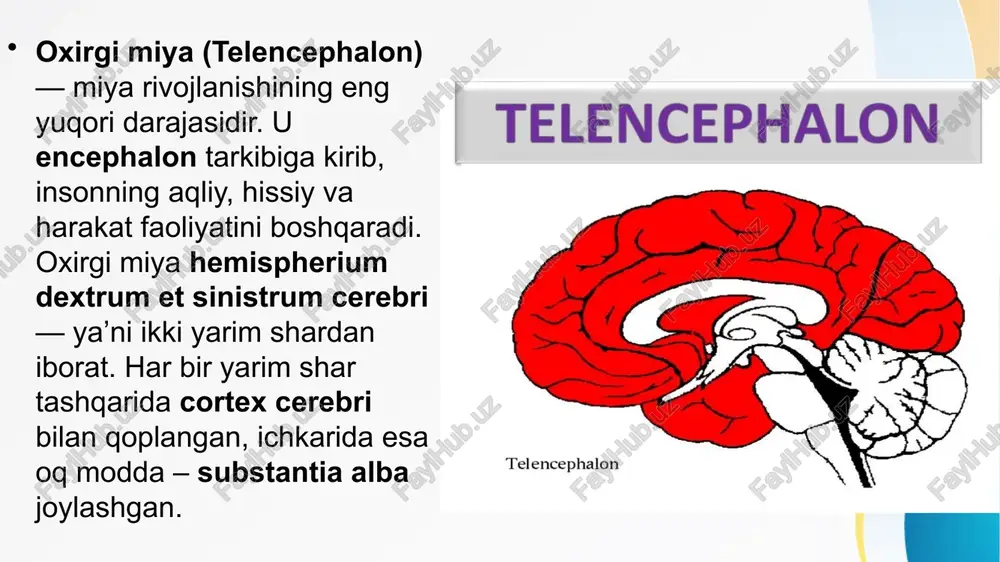 us, putamen, globus pallidus, nucleus accumbens. ular harakatlarni muvofiqlashtirish va mushak tonusini nazorat qiladi. capsula interna orqali bu yadrolar bilan thalamus va cortex o‘rtasida signallar uzatiladi. oq modda (substantia alba cerebri) – bu axons myelinati dan tashkil topgan tolalar tizimi. ular uch turga bo‘linadi: fibrae associationis – bir yarim shar ichidagi aloqa, fibrae commissurales – ikkala yarim sharni bog‘lovchi, va fibrae projectionis – yuqoridan pastga yoki pastdan yuqoriga impuls olib boruvchi tolalar. ular miya markazlarini yagona tizimda birlashtiradi. fibrae commissurales ning eng muhim tuzilmasi – corpus callosum, u ikki yarim shar orasidagi asosiy aloqa yo‘lidir. shuningdek, commissura anterior va commissura hippocampi ham mavjud. corpus callosum to‘rt qismdan iborat: rostrum, genu, truncus, va splenium. bu tuzilmalar orqali sezgi, harakat va fikr jarayonlari o‘zaro muvofiqlashadi. ventriculus lateralis – har bir yarim sharda joylashgan bo‘shliq bo‘lib, u liquor cerebrospinalis bilan to‘lgan. har bir ventrikulning qismlari: cornu frontale, pars centralis, cornu occipitale, va cornu …