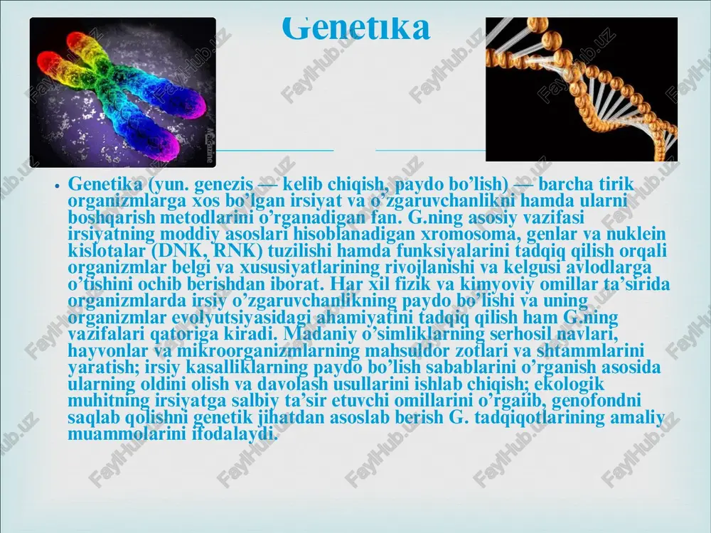 eyingi rivojlanishi natijasida mendel kashf etgan qonunlarning universalligi uni barcha organizmlarga, jumladan odamga ham taalluqli ekanligi isbot qilindi. � keyinchalik organizmdagi aksariyat belgilarning irsiylanishida ikki va undan ortiq genlar ishtirok etishi b-n bog’liq bo’lgan komplementarlik, epistaz, polimeriya, pleyotropiya hodisalari hamda belgilar irsiylanishida allel bulmagan genlarning murakkab uzaro ta’siridan iborat kombinirlangan tip kashf etildi. g.ning mendel asos solgan ushbu yo’nalishi hozirgi davrda yanada tez rivojlanmoqda. bu yo’nalish klassik genetika, ya’ni mendelizm deb ataladi. mendel yaratgan irsiyat qonunlarini isbotlashda sitologiya fani erishgan yutuqlar ham katta ahamiyatga ega. � o`zgaruvchanlik – organizmlarni yangi belgilarni va xususiyatlarni namayon etish qobiliyatidir. o`zgaruvchanlik tufayli tur doirasidagi individlar bir-biridan farq qiladi. demak, irsiyat bilan o`zgaruvchanlik organizmning bir-biriga qarama qarshi, ammo o`zaro bog`langan xossalaridir. irsiyat tufayli turning bir xilligi saqlanib borsa, o`zgaruvchanlik turni aksincha har xil qilib qo`yadi. bir tur indi-vidlari o`rtasidagi tafovutlar organizm genotipining o`zgarishiga bog`liq bo`lishi mumkin. o`zgaruvchanlik tashqi sharoitlar bilan ham belgilanadi. mendel tomonidan o`rganilgan …