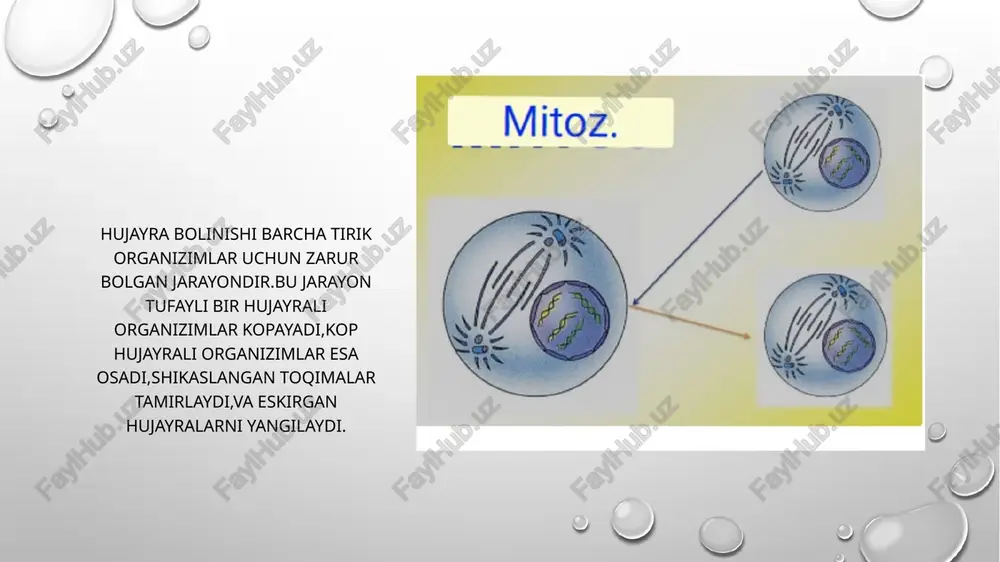 ngilanishini ta’minlaydi. bir hujayrali organizmlarda ko‘payishni ta’minlaydi. genetik axborotni aniq saqlagan holda qiz hujayralarga uzatadi (diploid holatda). jumanova nafisa dnt 816 u etiboriz uchun raxmat. image2.png image3.png image4.jpg image5.jpg image6.jpg image1.png meyoz 2 fazalari profaza ii metafaza ii boshlang‘ich hujayralar - meyoz | da hosil bo‘lgan gaploid hujayralardir xromosomalar metafaza plastinkasida bir qator bo'lib joylashadi xromosomalar kondensatsiyalanadi oo anafaza ii telofaza il yangi hosil bo‘lgan gametalar gaploid to‘plamga ega qiz xromatidalar hujayraning qarama - garshi oxirlari tomon ajraladi har bir xromosomada bittadan xromatid mavjud /docprops/thumbnail.jpeg mavzu.mitoz vamiyoz hujayraning bolinish jarayoni ea