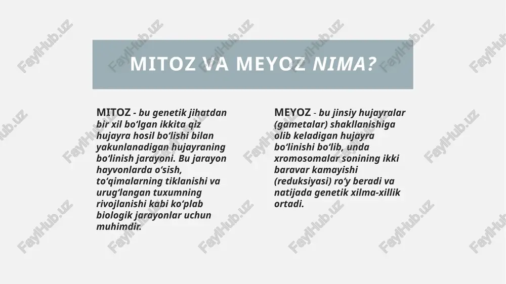 ma sentromeralari qat’iy qonuniyat asosida ekvator tekisligida bir xil holatda joylashadi. anafaza xromosoma xromatidalarini birlashtirib turuvchi belbog‘ uziladi, natijada xromatidalar mustaqil xromosomaga ayla- nadi. sentromeraga birikkan bo‘linish urchug‘i qisqarishi natijasida xromosomalarni hujayra qutblariga tomon torta boshlaydi. telafaza mitoz jarayoni yakunlanadi. bu bosqichda xromosomalar qutblarga to‘planadi, spirallari yoyila boshlaydi, yorug‘lik mikroskopida yaxshi ko‘rinmaydigan bo‘lib qoladi. sito- plazmaning membranali qismlaridan yadro qobig‘i hosil bo‘ladi. hujayraning mitoz bo’linishi meyoz interkenez meyozning birinchi bo‘linishi bilan ikkinchi bo‘linishi orasidagi juda qisqa vaqt interkinez deb ataladi. ko‘pincha interkinez holati sodir bo‘lmay, telofaza i profaza ii ga ulanib ketishi ham mumkin. interfaza profaza i metafaza i anafaza i telofaza i interkinez profaza ii metafaza ii anafaza ii telofaza ii profaza 1 xromosomalar bir-biriga yopishib, yonma-yon joylashadi. bu hodisa kon’yugatsiya deyiladi. keyinchalik bunday xromosomalar o‘rtasida o‘xshash qismlari, genlari bilan almashinadi. bu hodisa esa krossingover deb ataladi. profaza oxirida gomologik xromo- somalar bir-biridan ajrala boshlaydi. bu jarayonlar bilan bir …