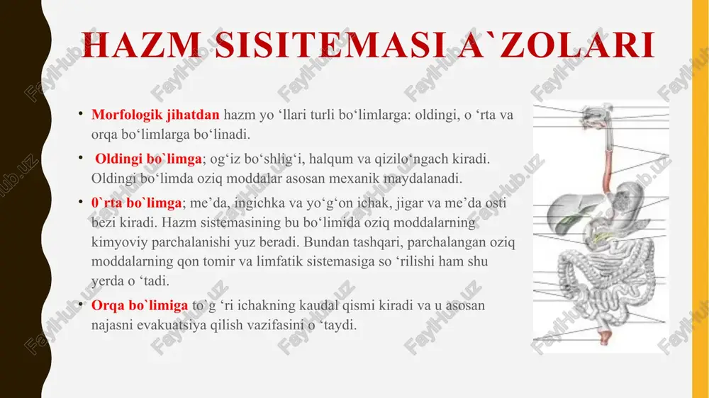 2. tana ichagi (o ‘rta ichak) 3 ga bo‘linadi: a) oldingi bo ‘lak - undan qizilo‘ngachning qolgan qismi takomillashadi; b) o ‘rta bo ‘lak - bundan me’da, ingichka ichak va uning hosilasi bo`lmish jigar, me’da osti bezi rivojlanadi; d) orqa bo‘lak - undan yo‘g‘on ichak hosil bo ‘ladi. 3. dum ichak - bundan yo ‘g ‘on ichakning oxirgi qismi takomillashadi. hazm yo‘llari devori tuzilishi hazm yo‘llarining devori 4 qavatdan iborat: 1. shilliq parda (tunica mucosa)-3 ta: epiteliy, biriktiruvchi to ‘qimadan iborat xususiy qatlam va shilliq qavatning muskul qavatlaridan iborat. 2. shilliq osti pardasi (tunica submucosa)-siyrak tolali shakllanmagan biriktiruvchi to‘qimadan iborat. bu qavat ichakning harakatchanligini ta’minlab, ichak yuzasining shaklini belgilaydi. shilliq osti pardasida meysner nerv chigali ham yotadi. qizilolngach va o‘n ikki barmoq ichakda shilliq osti pardada xususiy bezlar yotadi. 3. mushak parda (tunica muscularis)-ichak nayining oldingi va orqa qismi mushak parda ko‘ndalang-targ‘il, o‘rta bo‘lagida silliq mushaklardan iborat. mushak pardada ichki …
