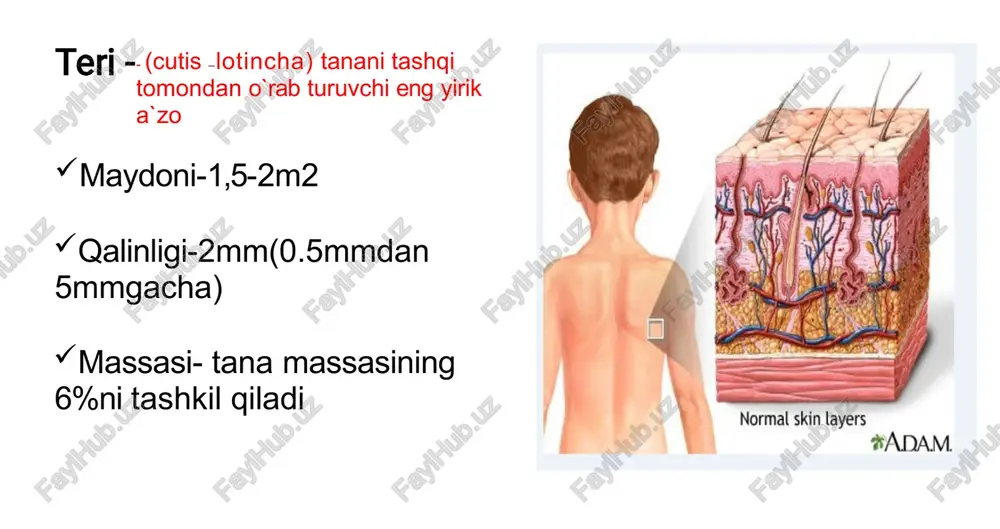 neum) epidermisning eng chuqur qavat bazal keratinotsitlar va melanotsitlardan iborat hujayralari silindirsimon , kubsimon yadrosi oval,yirik hujayralari o`zaro desmasomalar yordamida birikadi keratinotsit va largergans hujayralari joylashgan hujayralar juda ko`p sitoplazmatik o`simtalar hosil qiladi o`simtalar o`zaro desmasoma hosil qilib birikadi hujayralarda keratin tanoﬁbrillasi ko`payadi va yadro atroﬁda to`planadi tikanaksimon keratinotsitlar donador qavat 3-4 qator duksimon hujayralardan iborat hujayrasida keratogialin granulalari mavjud va shu donadorlik beradi bu qavat hujayralari organellalari parchalanishni boshlagan keratogialin ﬁllogrin va trixogialin ooqsillardan iborat fillogrin->granula+kerotin+tanoﬁlament+parchalangan organella qoldiqlari=donadorlik hujayralararo aloqa desmasoma va lipidlar bilan hujayra yassi, 3-4qavat joylashgan yadro va organellalari yo`q fillogrin oqsili butun hujayrani qoplaydi fillogrin +keratin tanoﬁbrillalari=elaidin keratinosomalar hujayralararo bo`shliqqa lipidlar ajratadi. bu lipidlar quyidagi vazifalarni bajaradi hujayralarni o`zaro bog`lash gidrofoblik beradi mikroorganizmlardan to`siq prizma shaklida zich ,yassi yupqa terida 3-4 qavat, qalin terida 15-20 qavat bo`ladi fillogrin aminokislotalargacha parchalanadi, natijada hujayrlar yorqin prizmatik katakcha shaklida bo`ladi plazmaollema ostida qalin muguz qobiq bor organellalar yo`q bir …