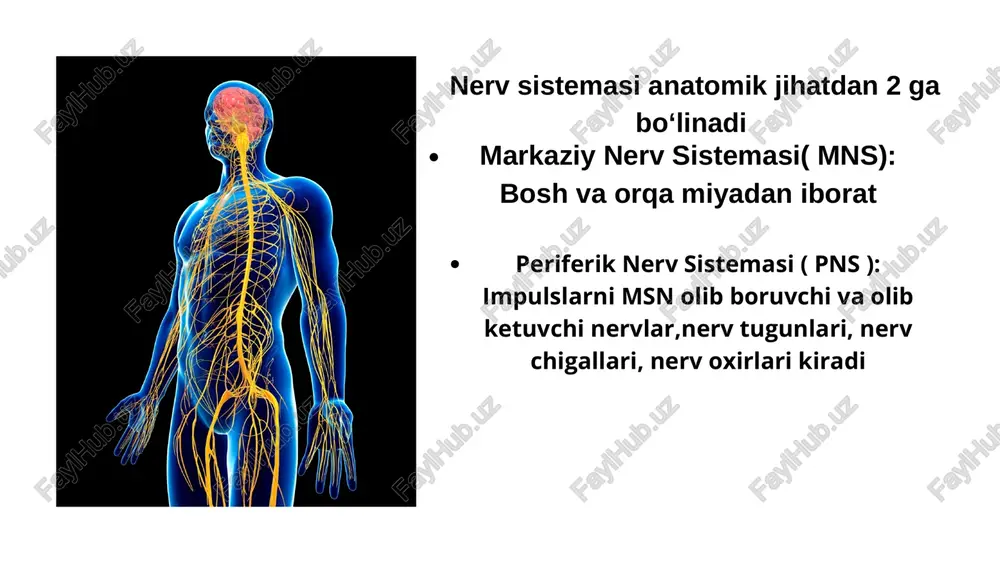 oqa nuqtasidir. 👉 vazifasi: nerv impulsini bir hujayradan boshqasiga o‘tkazish. 👉 turlari: kimyoviy va elektr sinapslar. 👉 asosiy qismlari: presinaptik qism, sinaptik bo‘shliq, postsinaptik qism. astrositlar yulduzsimon shaklli yirik hujayralar. sitoplazmasi ko‘p sonli uzun va tarmoqlangan o‘simtalarga ega. yadro – yumaloq, yirik va tiniq, xromatini kam. asosan markaziy nerv sistemasida (miya va orqa miya) joylashgan. kapillyar tomirlar atrofida ko‘p uchraydi. funktsiyasi: 🔹 neyronlarni oziqlantirish 🔹 qon-miya to‘sig‘ini hosil qilish 🔹 ion va metabolik muvozanatni saqlash 🔹 neyronlar faoliyatini qo‘llab-quvvatlash oligodendrositlar kichik, dumaloq yadroli hujayralar. sitoplazmasi kam, qisqa o‘simtalarga ega. miya va orqa miya oq moddasida joylashgan. o‘simtalar aksonlarni o‘rab, mielin qobig‘ini hosil qiladi. funktsiyasi: nerv impulsini o‘tishini tezlashtirish va neyronlarni izolyatsiya qilish shvann hujayralari periferik nerv tolalari bo‘ylab joylashgan uzunchoq hujayralar. yadro akson yonida, cho‘zinchoq shaklda joylashadi. har bir shvann hujayrasi bitta akson segmentini o‘rab, mielin qobig‘ini hosil qiladi. sitoplazmasi yupqa, yadrosi markazga yaqin joylashgan. funktsiyasi: nerv tolalarini himoya qilish, …