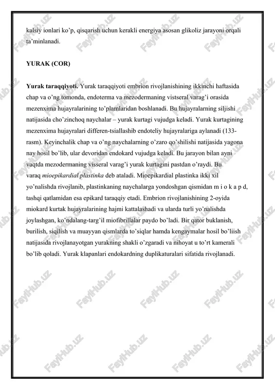 to’r sust rivojlangan. t-sistema bo’lmaydi, ammo sitolemma bo’ylab juda ko’p pinotsitoz pufakchalar va kaveolalar joylashgan bo’lib, ular hujayra membranasining yuzasini deyarli ikki marta oshiradi. sitoplazmasida kalsiy ionlari ko’p, qisqarish uchun kerakli energiya asosan glikoliz jarayoni orqali ta’minlanadi. yurak (cor) yurak taraqqiyoti. yurak taraqqiyoti embrion rivojlanishining ikkinchi haftasida chap va o’ng tomonda, endoterma va mezodermaning vistseral varag’i orasida mezenxima hujayralarining to’plamlaridan boshlanadi. bu hujayralarning siljishi natijasida cho’zinchoq naychalar – yurak kurtagi vujudga keladi. yurak kurtagining mezenxima hujayralari differen-tsiallashib endoteliy hujayralariga aylanadi (133-rasm). keyinchalik chap va o’ng naychalarning o’zaro qo’shilishi natijasida yagona nay hosil bo’lib, ular devoridan endokard vujudga keladi. bu jarayon bilan ayni vaqtda mezodermaning visseral varag’i yurak kurtagini pastdan o’raydi. bu varaq mioepikardial plastinka deb ataladi. mioepikardial plastinka ikki xil yo’nalishda rivojlanib, plastinkaning naychalarga yondoshgan qismidan m i o k a p d, tashqi qatlamidan esa epikard taraqqiy etadi. embrion rivojlanishining 2-oyida miokard kurtak hujayralarining hajmi kattalashadi va ularda turli …